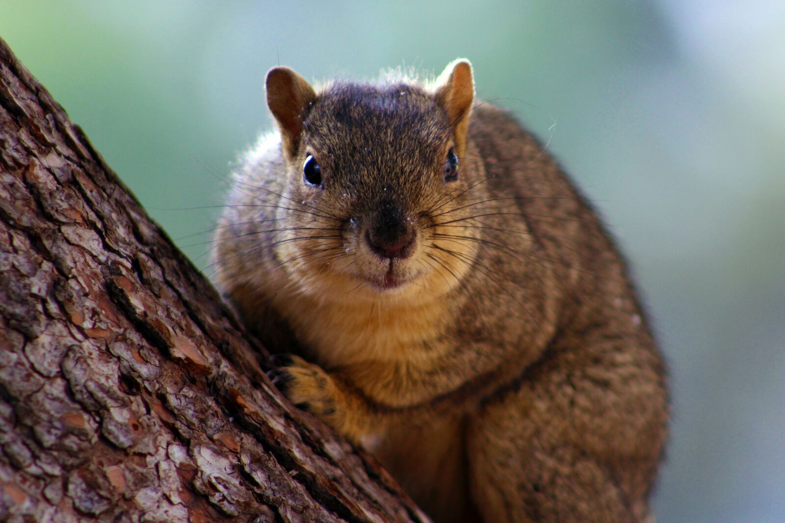 Canon EOS 100D (EOS Rebel SL1 / EOS Kiss X7) sample photo. Mammal, cute, nature photography