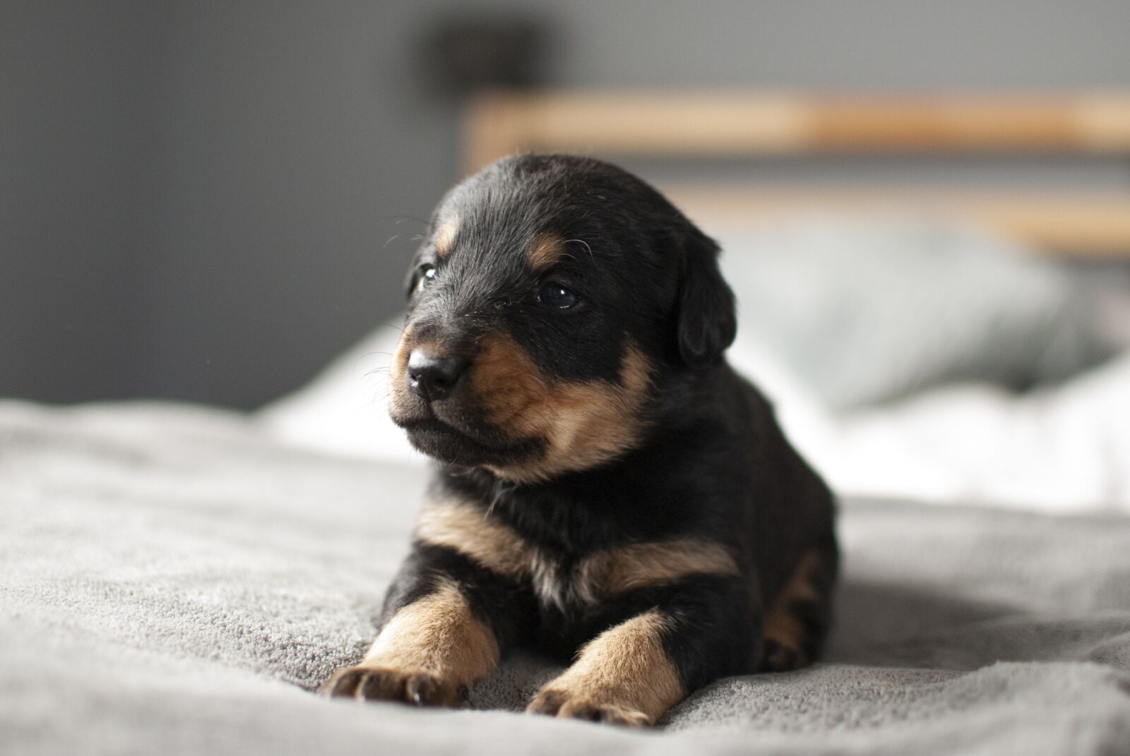 Nikon D60 sample photo. Puppy, dog, small photography
