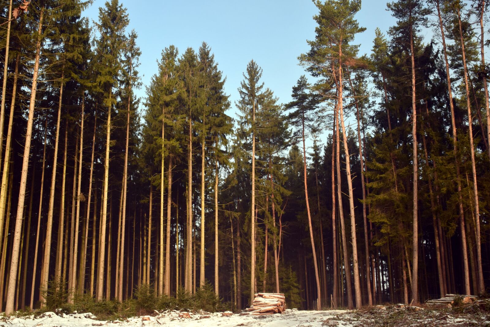 Nikon D3300 sample photo. Wood, tree, nature photography