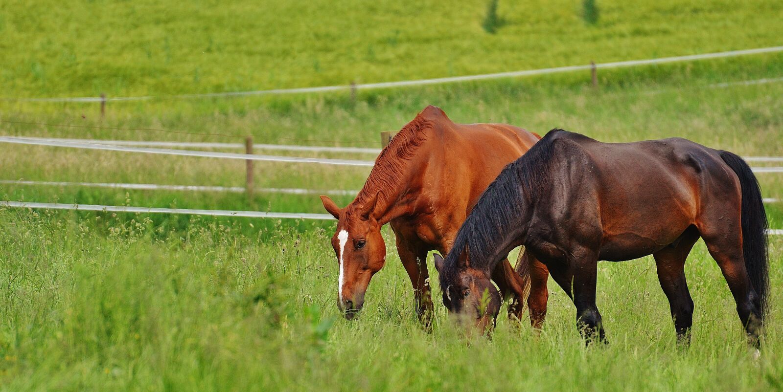 Nikon D3200 sample photo. Horses, for two, coupling photography