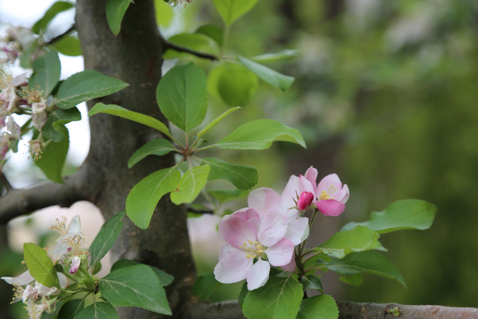 Canon EF 24-105mm F4L IS USM sample photo. Nature, tree, flower photography