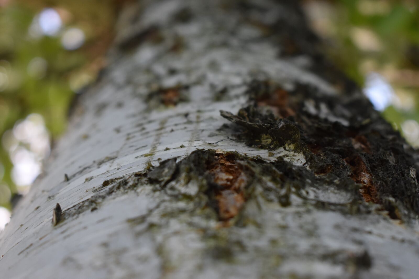 Nikon D3500 sample photo. Botanica, woody, up photography