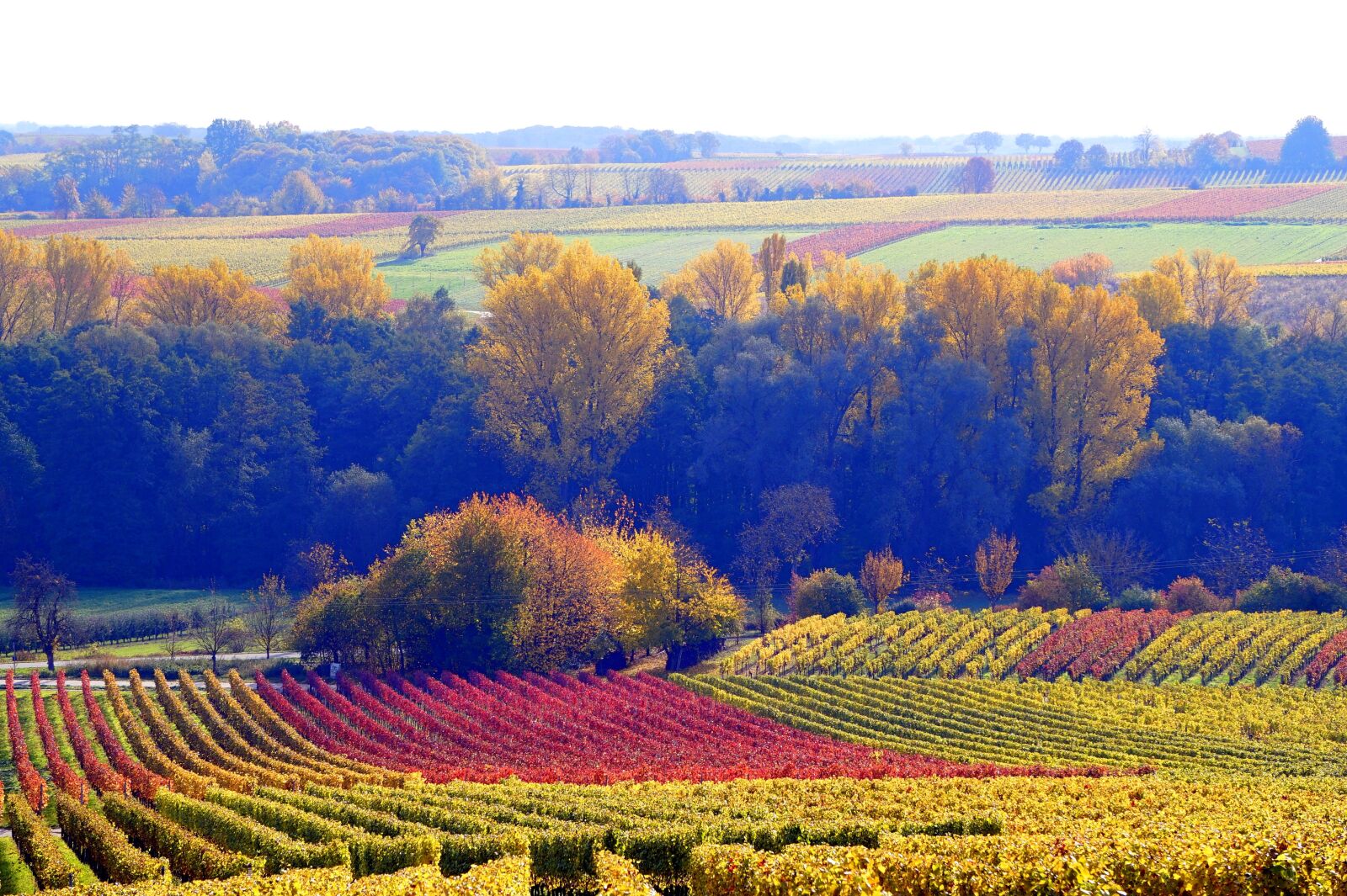 Sony Alpha a5000 (ILCE 5000) + Sony E 55-210mm F4.5-6.3 OSS sample photo. Autumn, vineyards, color photography