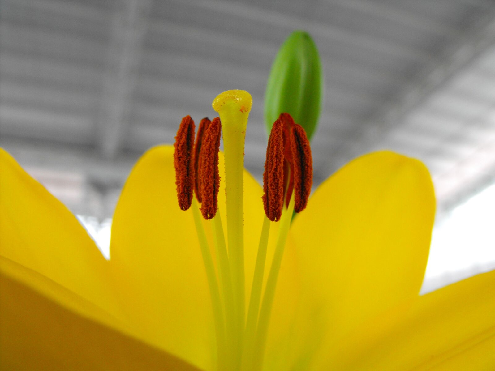 Fujifilm FinePix S1000fd sample photo. Lily, flower, pistil photography