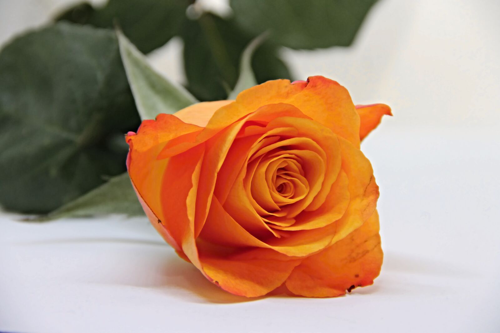 Canon EOS 1100D (EOS Rebel T3 / EOS Kiss X50) sample photo. Rose, blossom, bloom photography