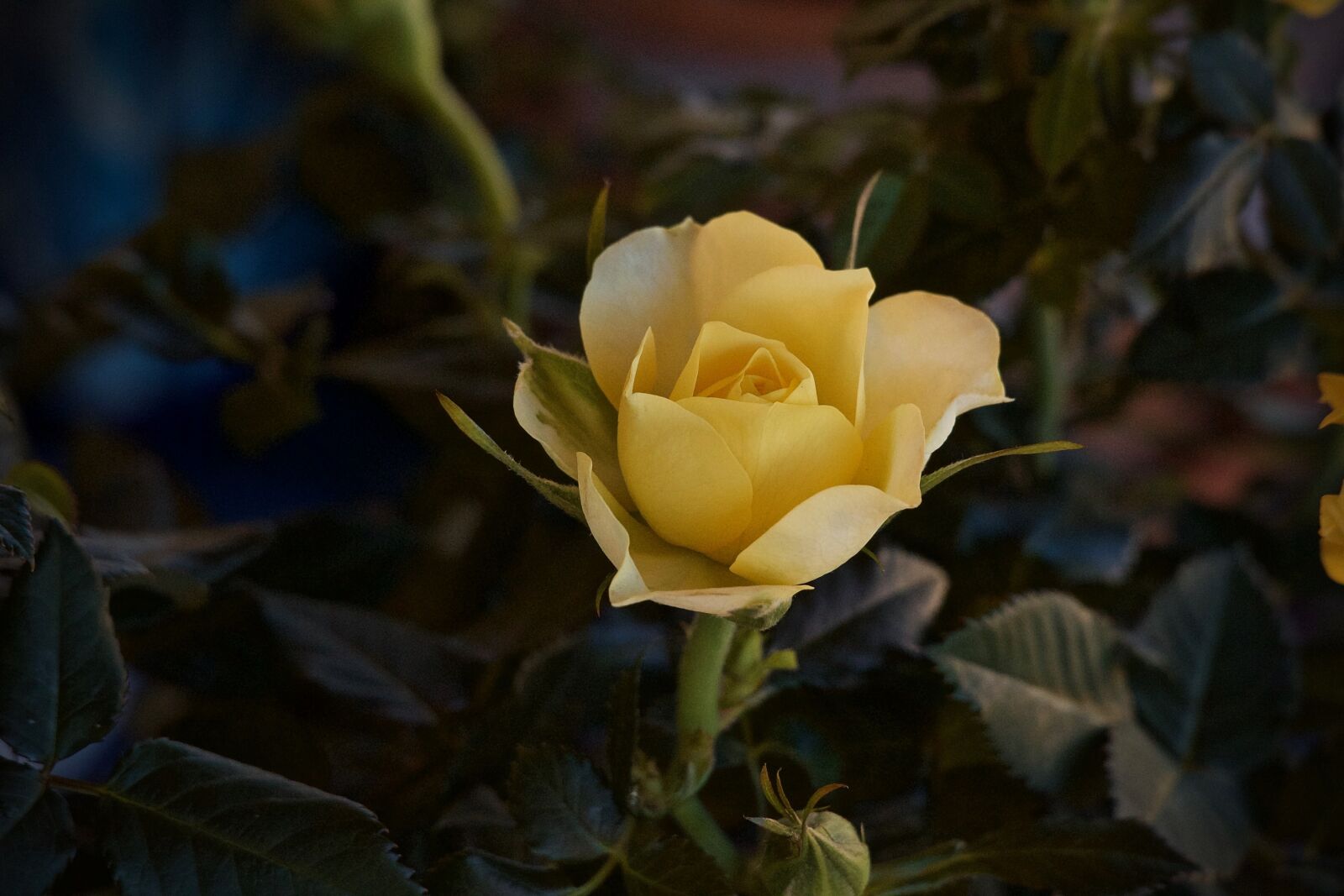 Canon EOS M + Canon EF-M 55-200mm F4.5-6.3 IS STM sample photo. Flower, rosa, yellow rose photography