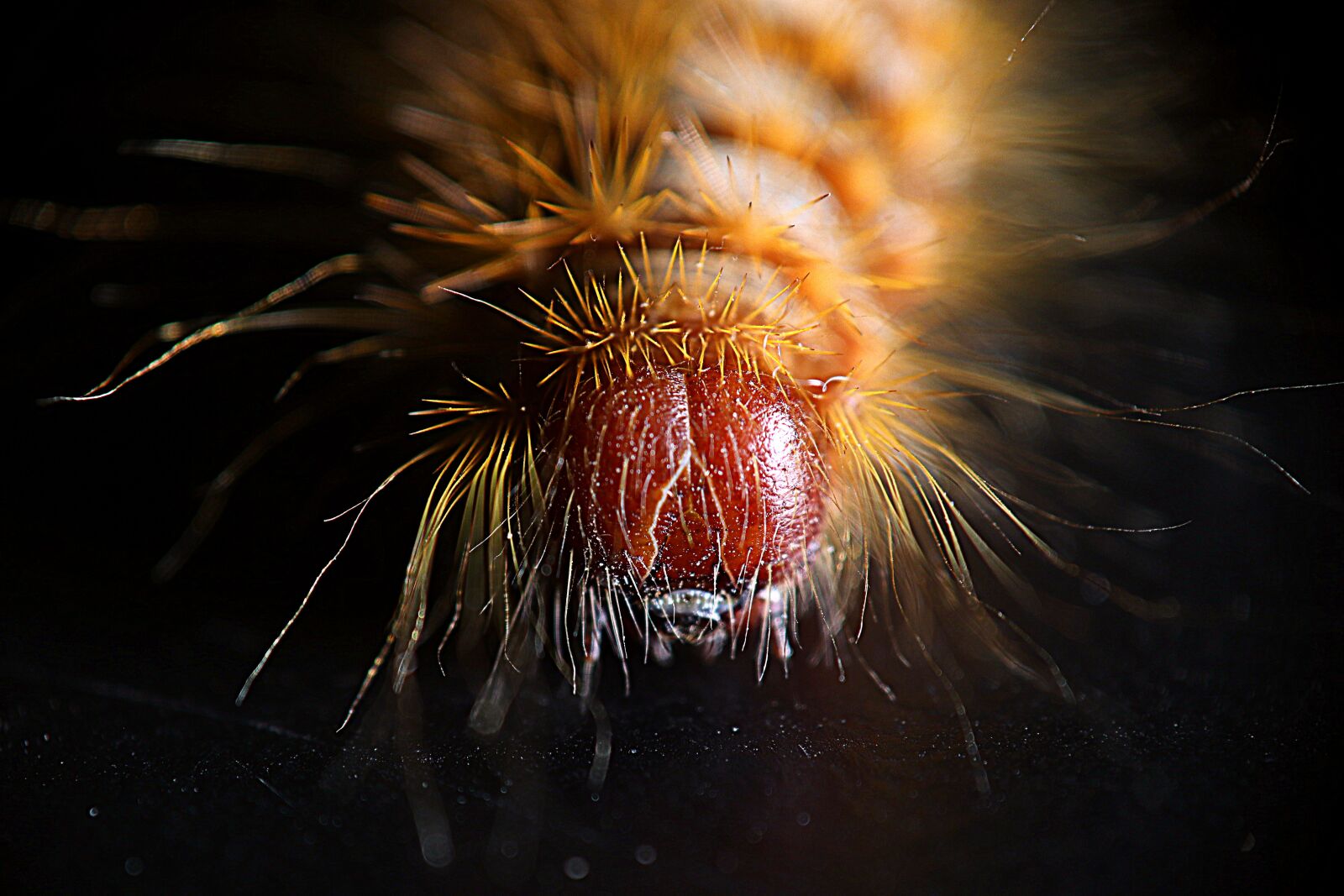 Canon EOS M50 (EOS Kiss M) sample photo. Caterpillar, caterpillar hairy, nature photography