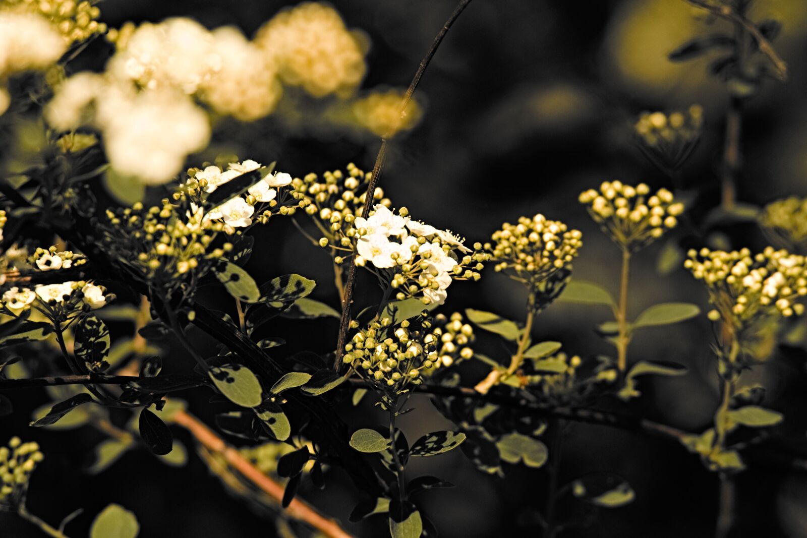 Canon EOS 7D Mark II sample photo. Flower, background, focus photography