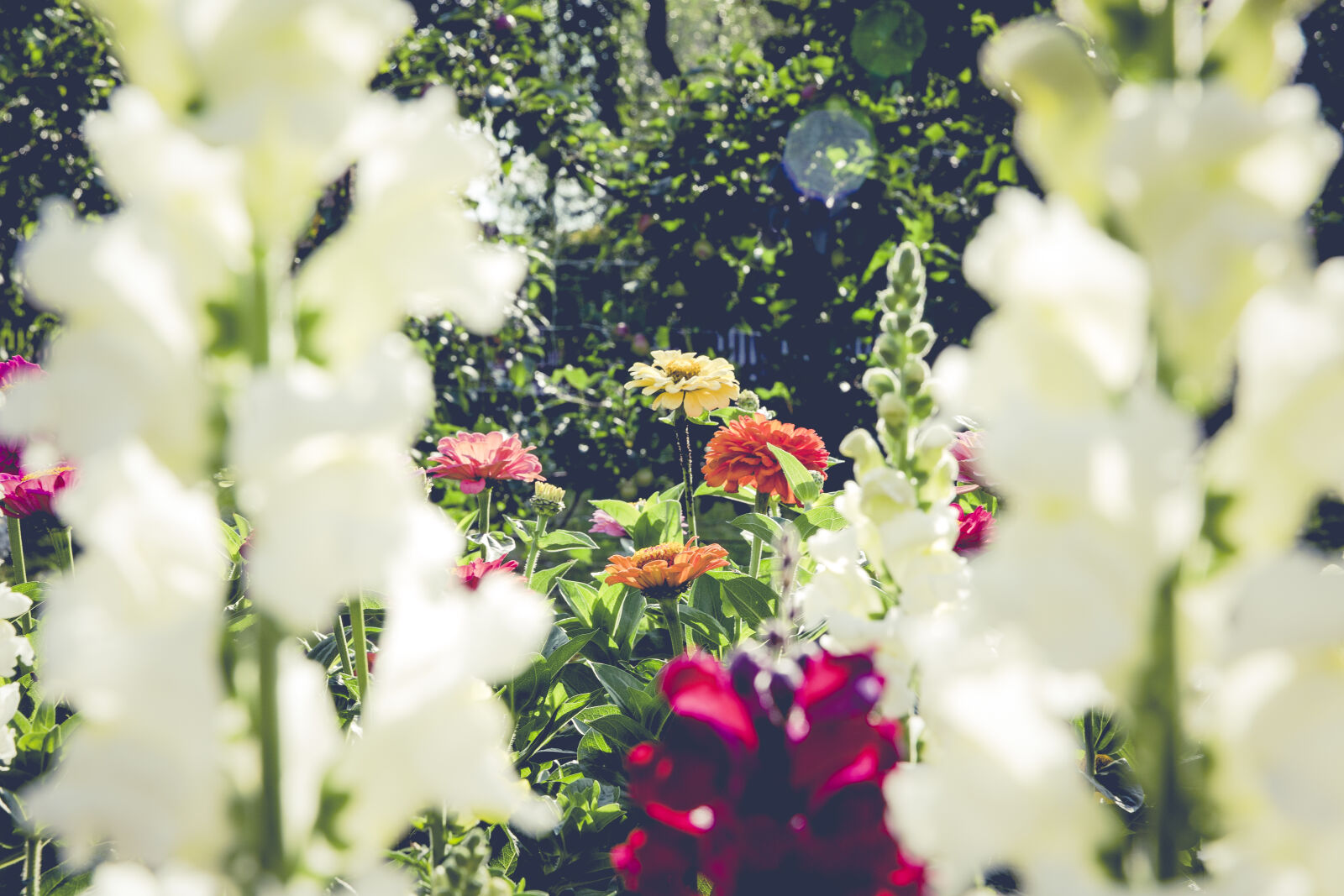 Canon EF 24-70mm F2.8L II USM sample photo. Nature, field, flowers, summer photography
