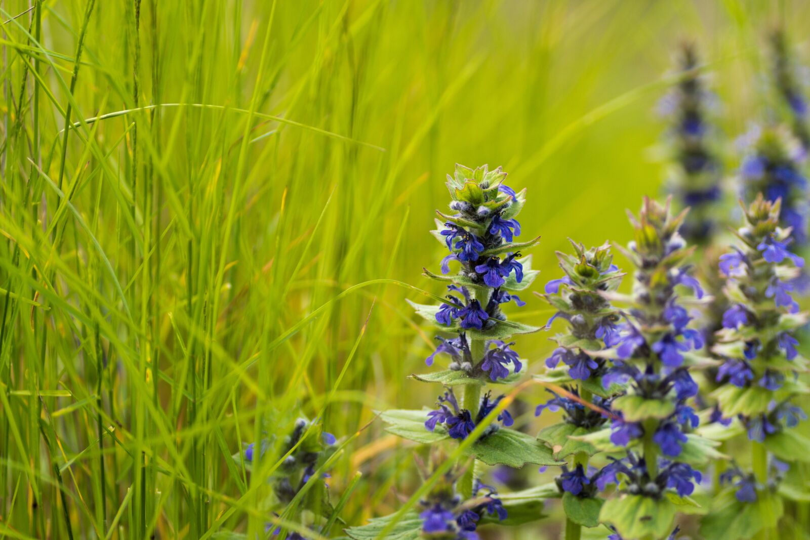 Tamron SP 90mm F2.8 Di VC USD 1:1 Macro sample photo. Flower, grass, green photography