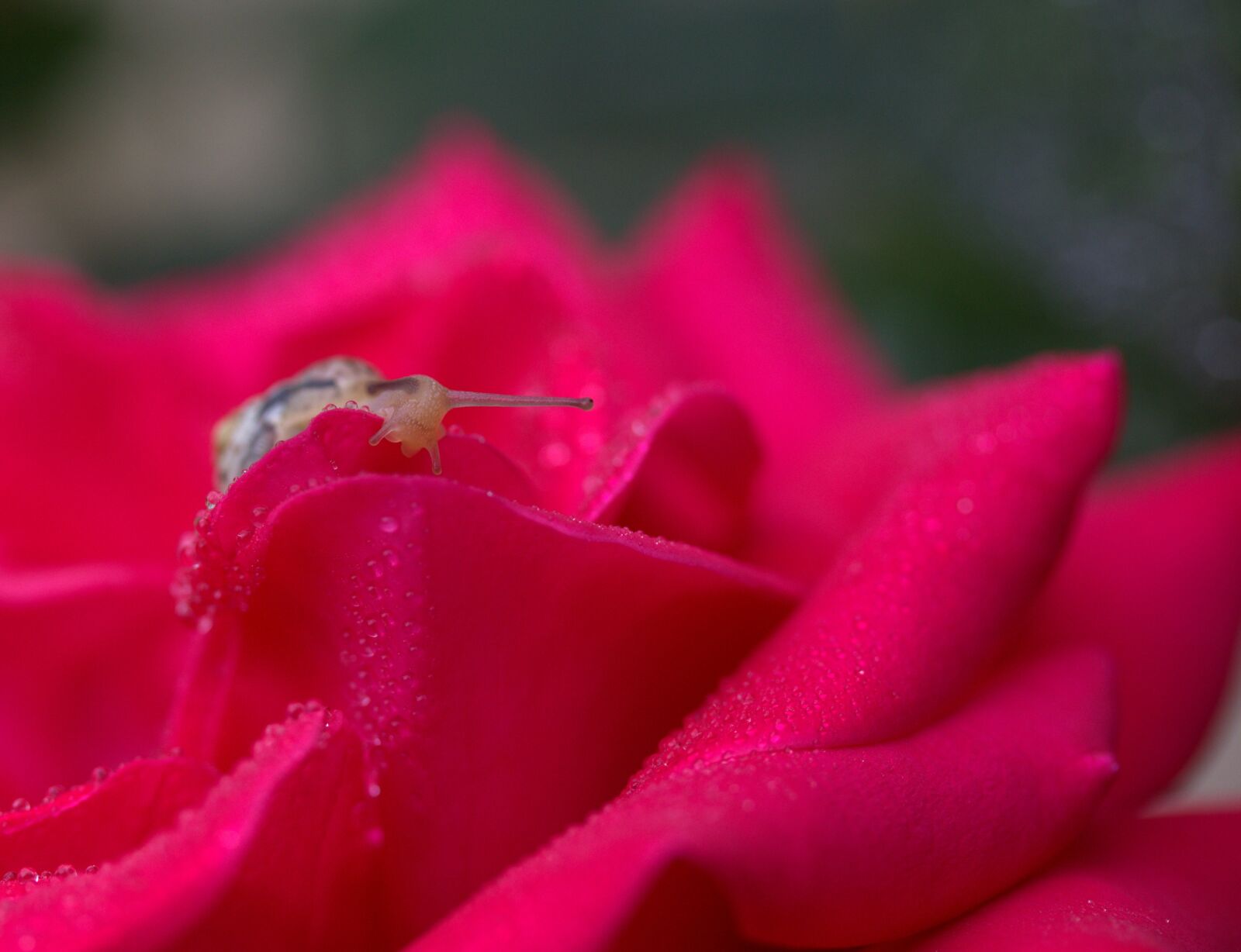 Canon EF-S 60mm F2.8 Macro USM sample photo. Snail, rose, red photography