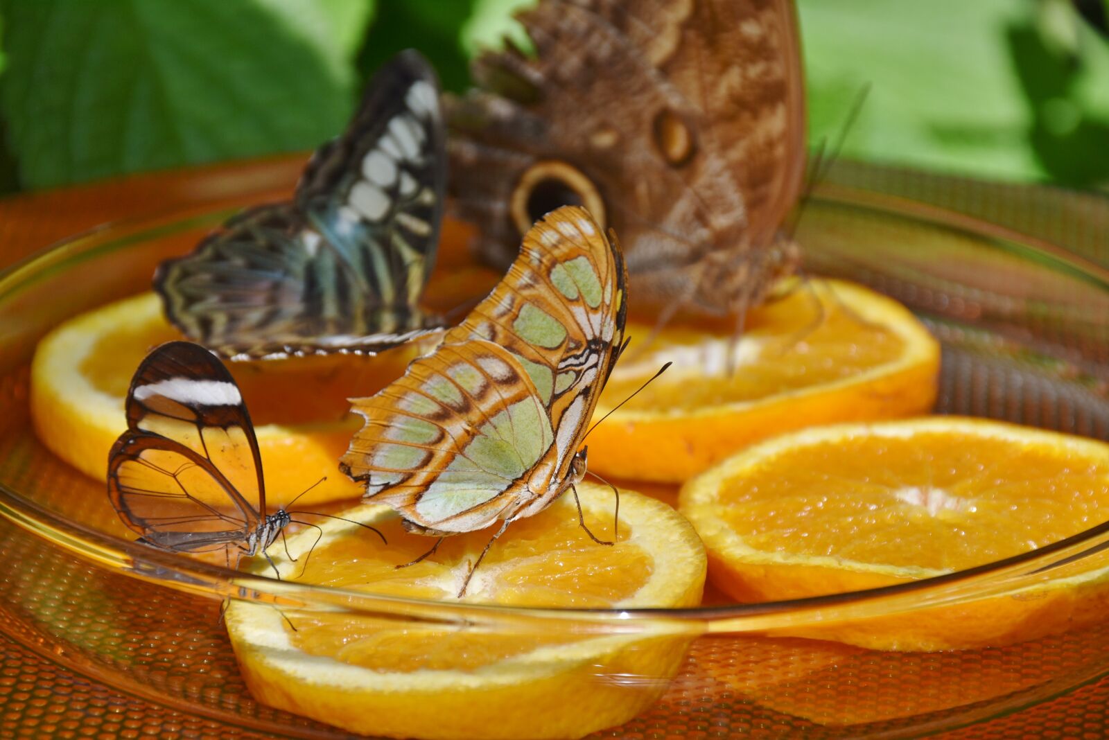 Nikon D7200 sample photo. Butterflies, feeding, orange photography