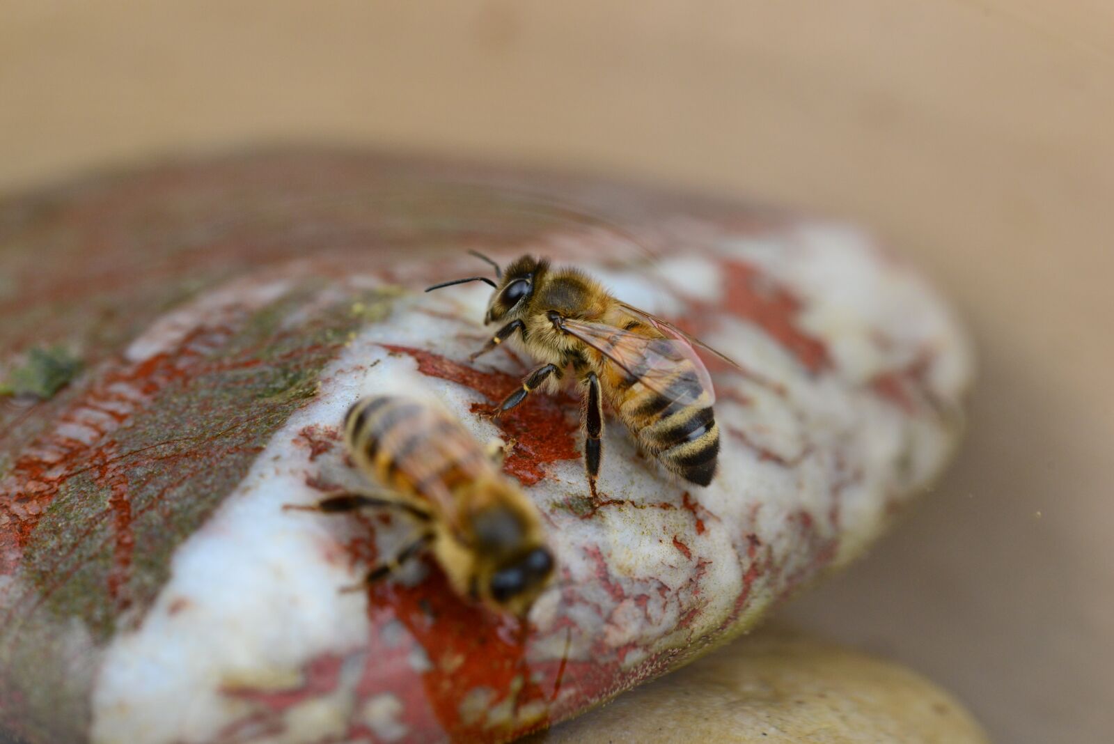Nikon D800 sample photo. Honey, bee, water photography