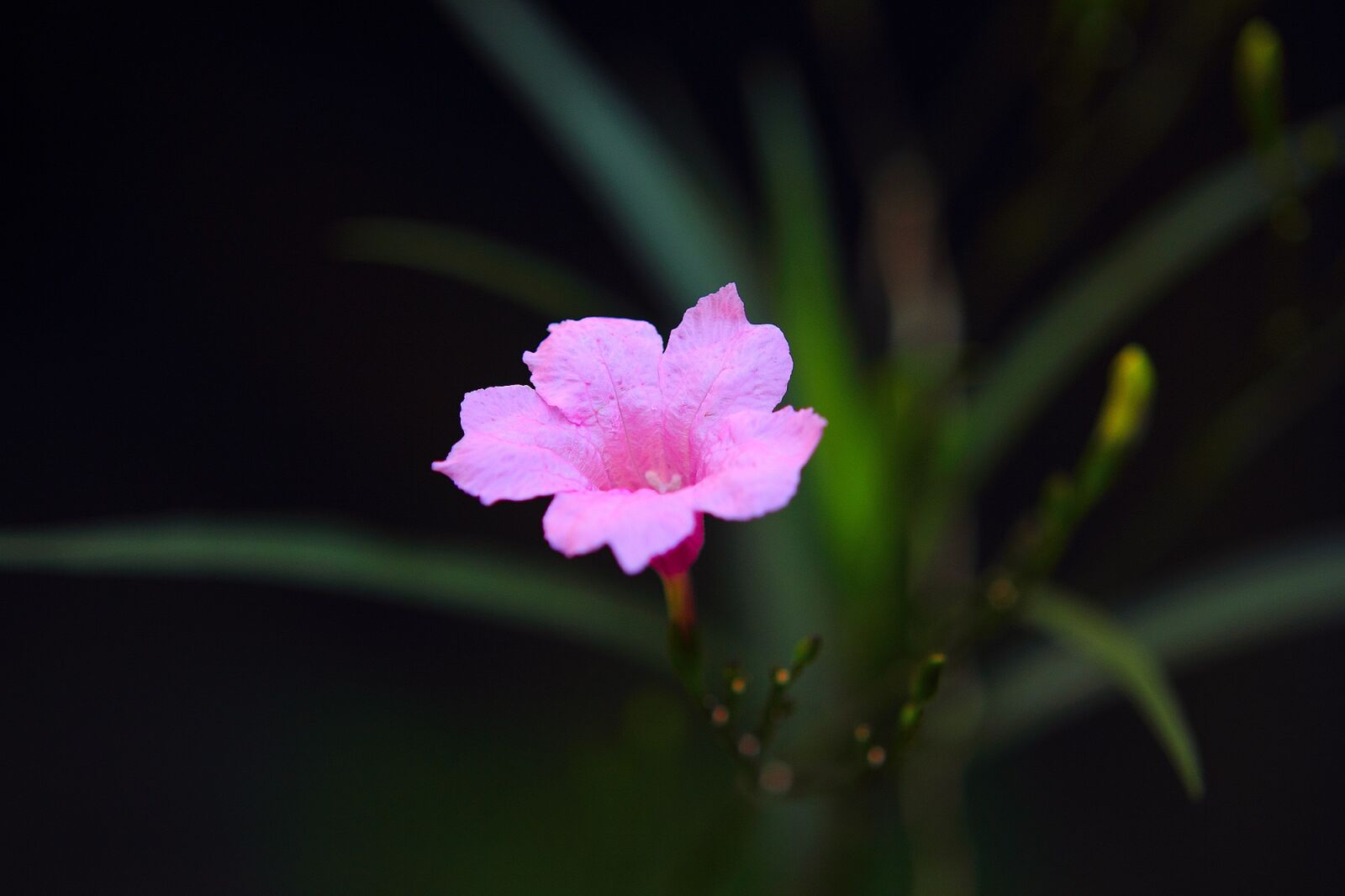 Canon EOS 60D sample photo. Flower, plant, garden photography