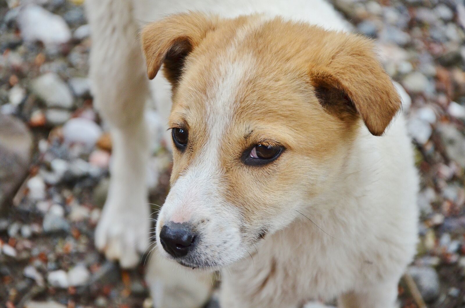 Nikon D7000 sample photo. Dog, animal, cute photography