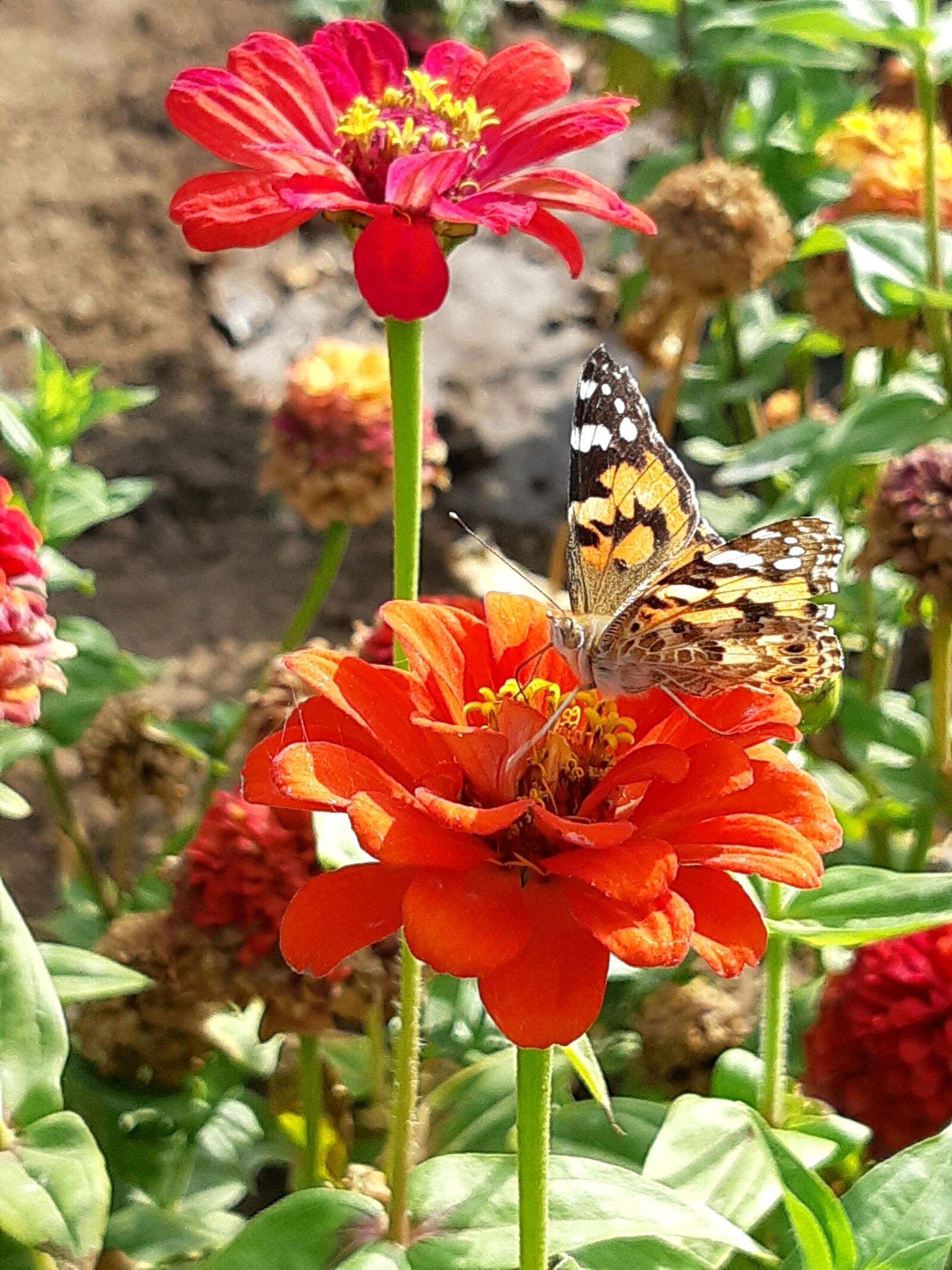 Samsung SM-A730F sample photo. Butterfly, flowers, nature photography