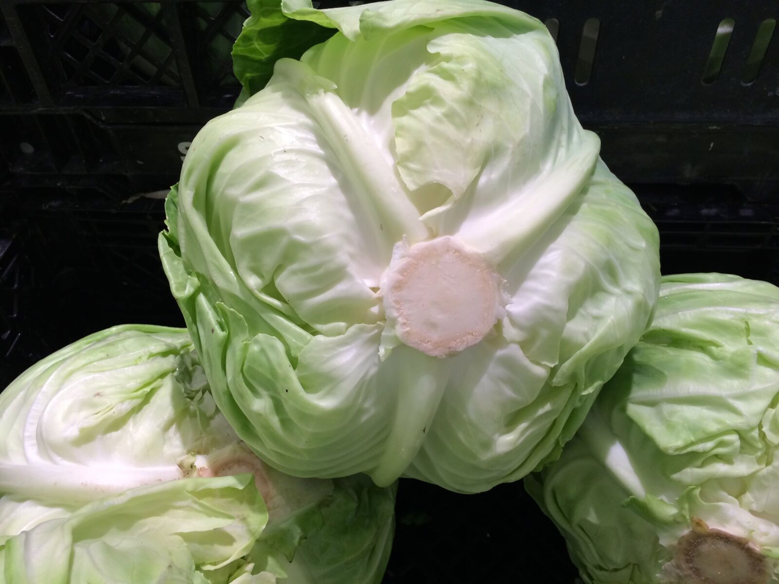iPhone 5s back camera 4.15mm f/2.2 sample photo. Cabbage, vegetables, seiyu ltd photography