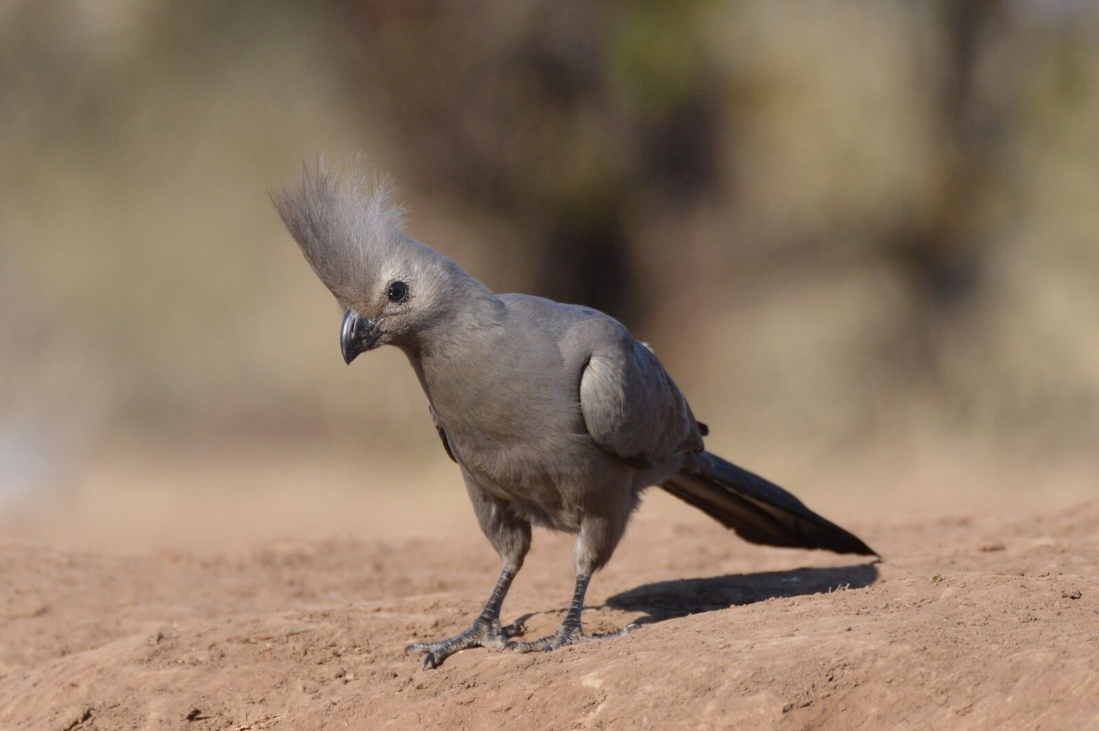 Nikon D3200 sample photo. Lourie, bird, peace photography