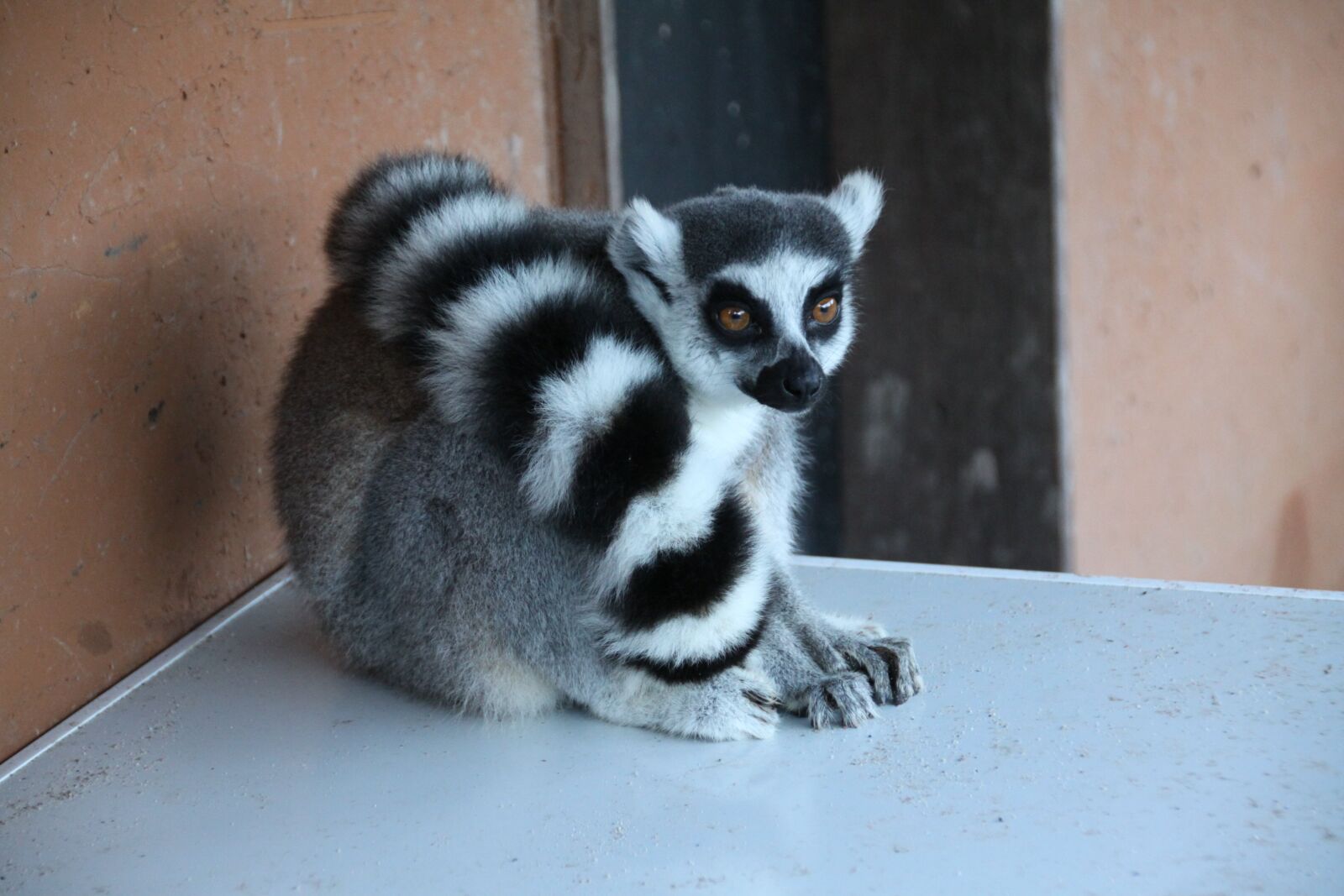 Canon EOS 50D sample photo. Lemur, animal, madagascar photography