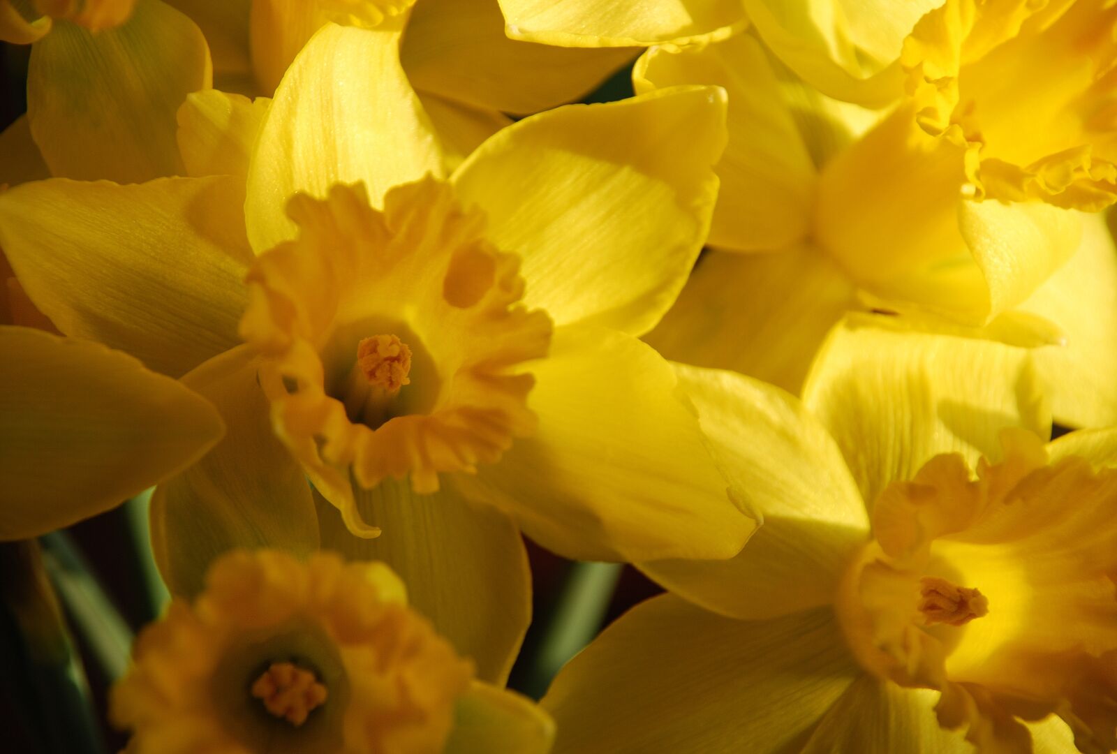 Nikon D80 sample photo. Daffodils, yellow, flowers photography