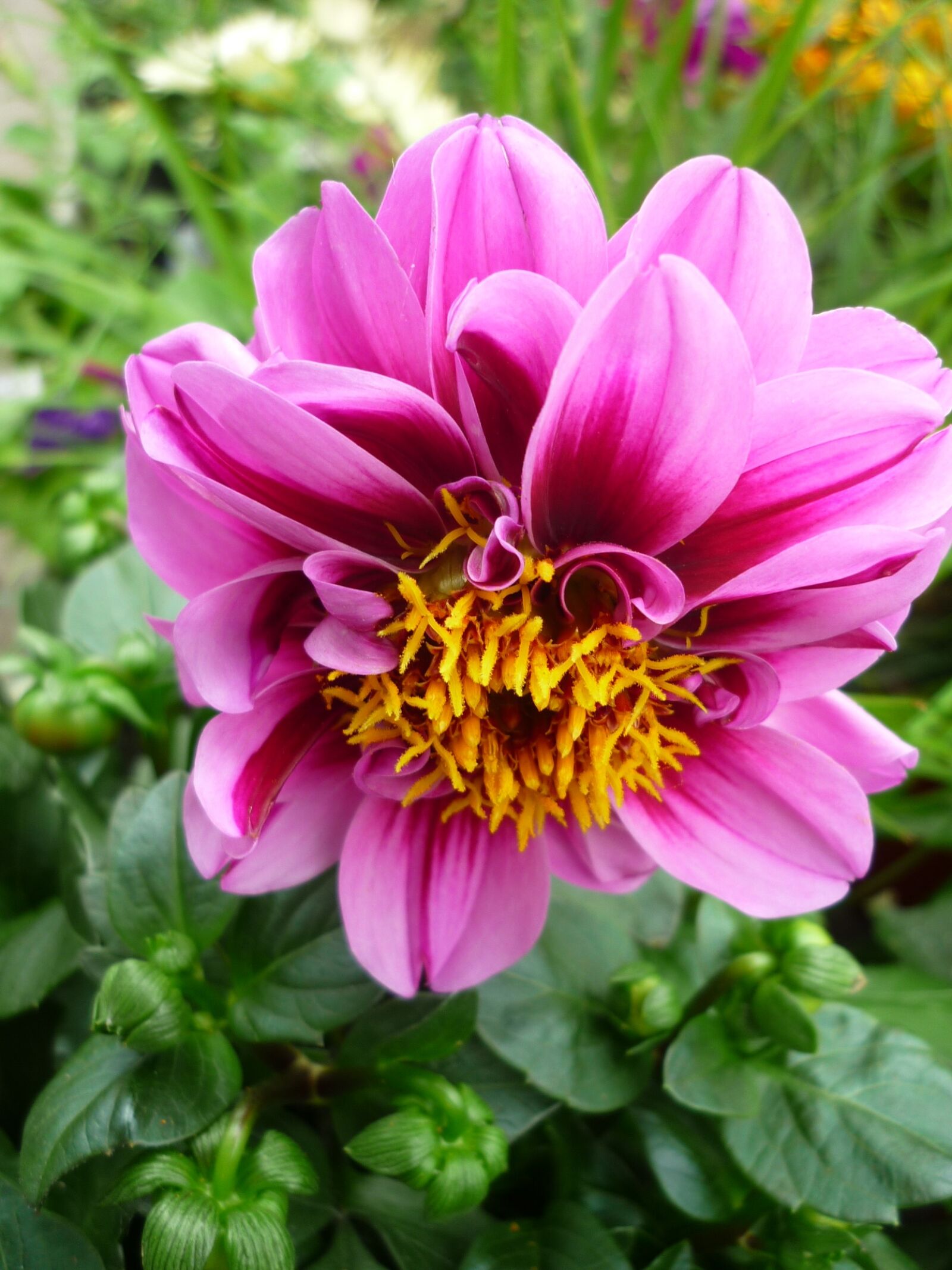 Panasonic Lumix DMC-FS6 sample photo. Dahlia, flower garden, tubers-plant photography