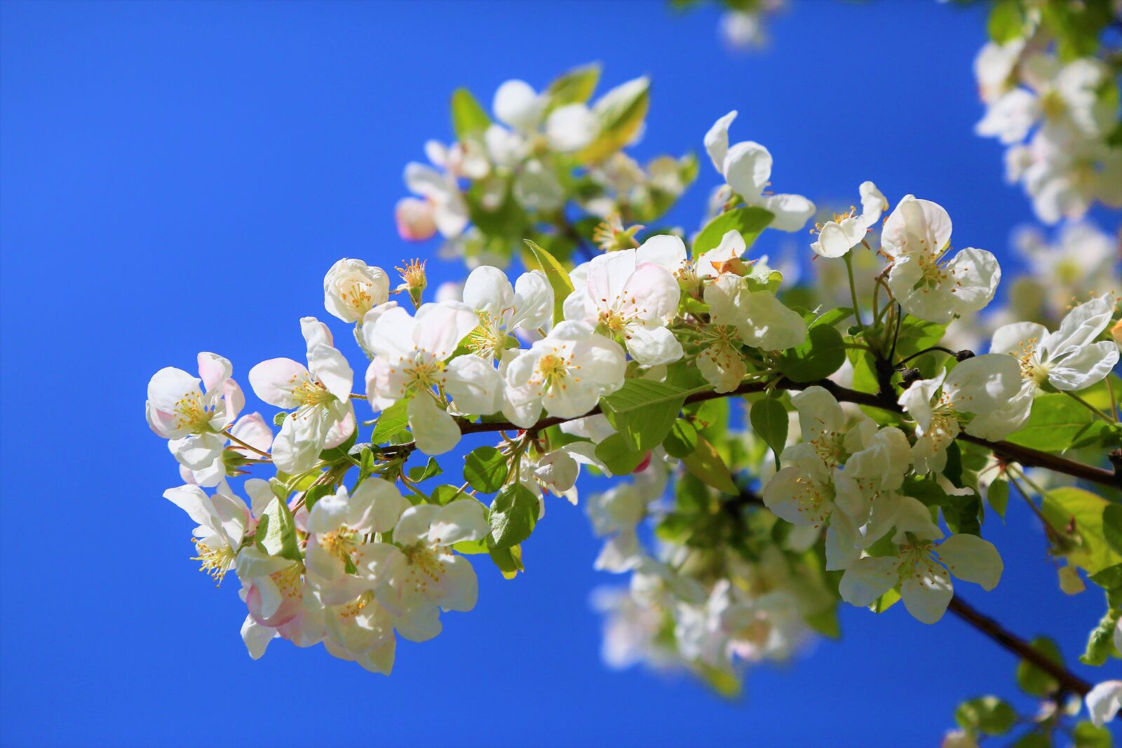 Canon EOS 5D Mark III sample photo. Flower, nature, spring photography