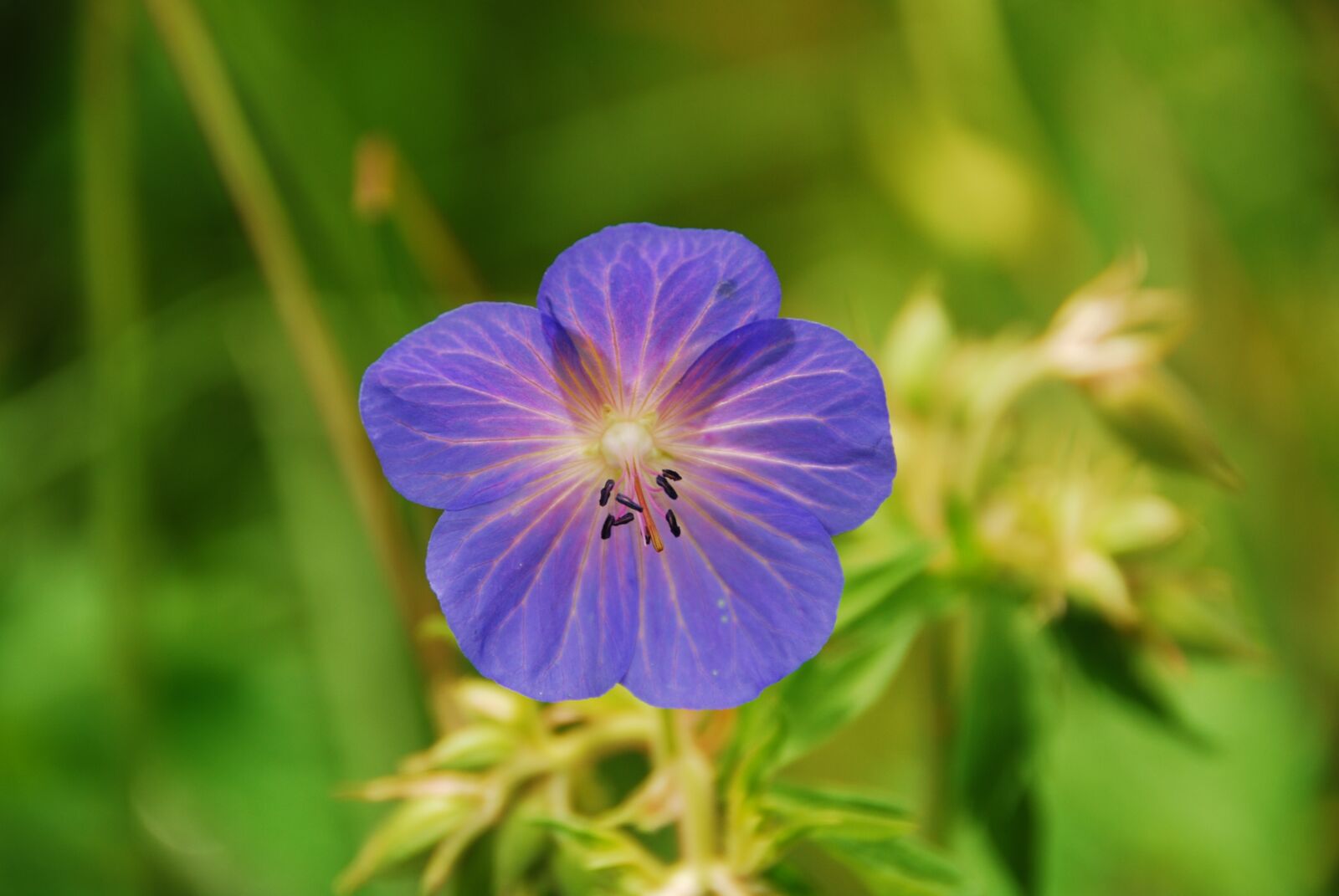 Nikon D80 sample photo. Flower, violet, verte photography