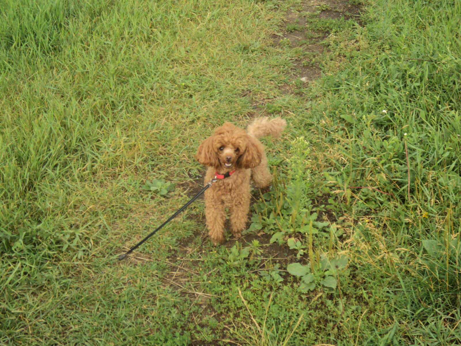 Sony DSC-S2100 sample photo
