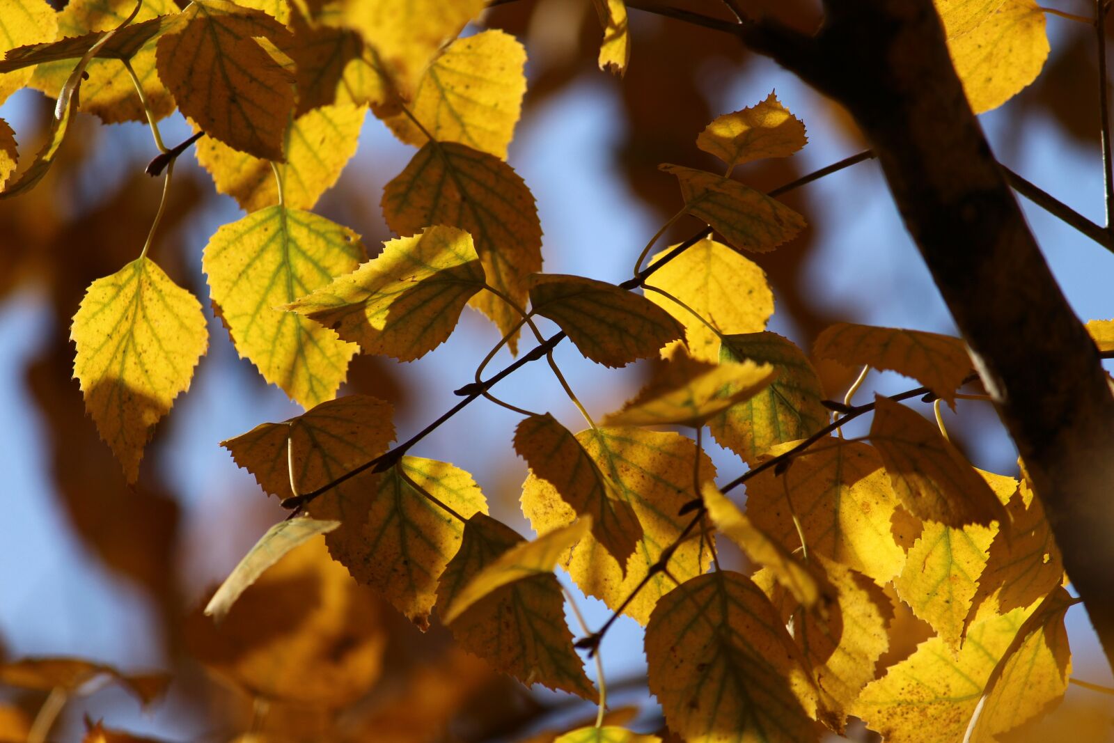 Canon EOS 650D (EOS Rebel T4i / EOS Kiss X6i) + Canon EF-S 55-250mm F4-5.6 IS II sample photo. Autumn, leaves, birch photography