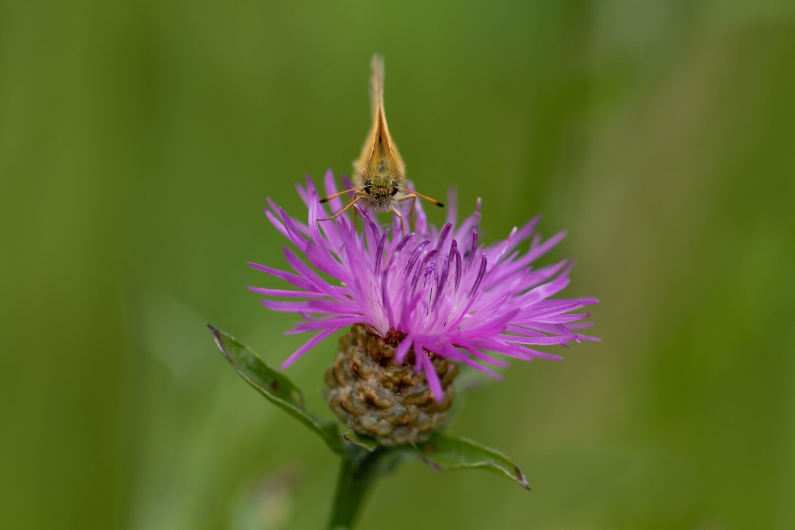 Canon EOS 7D Mark II sample photo. Butterfly, skipper, insect photography