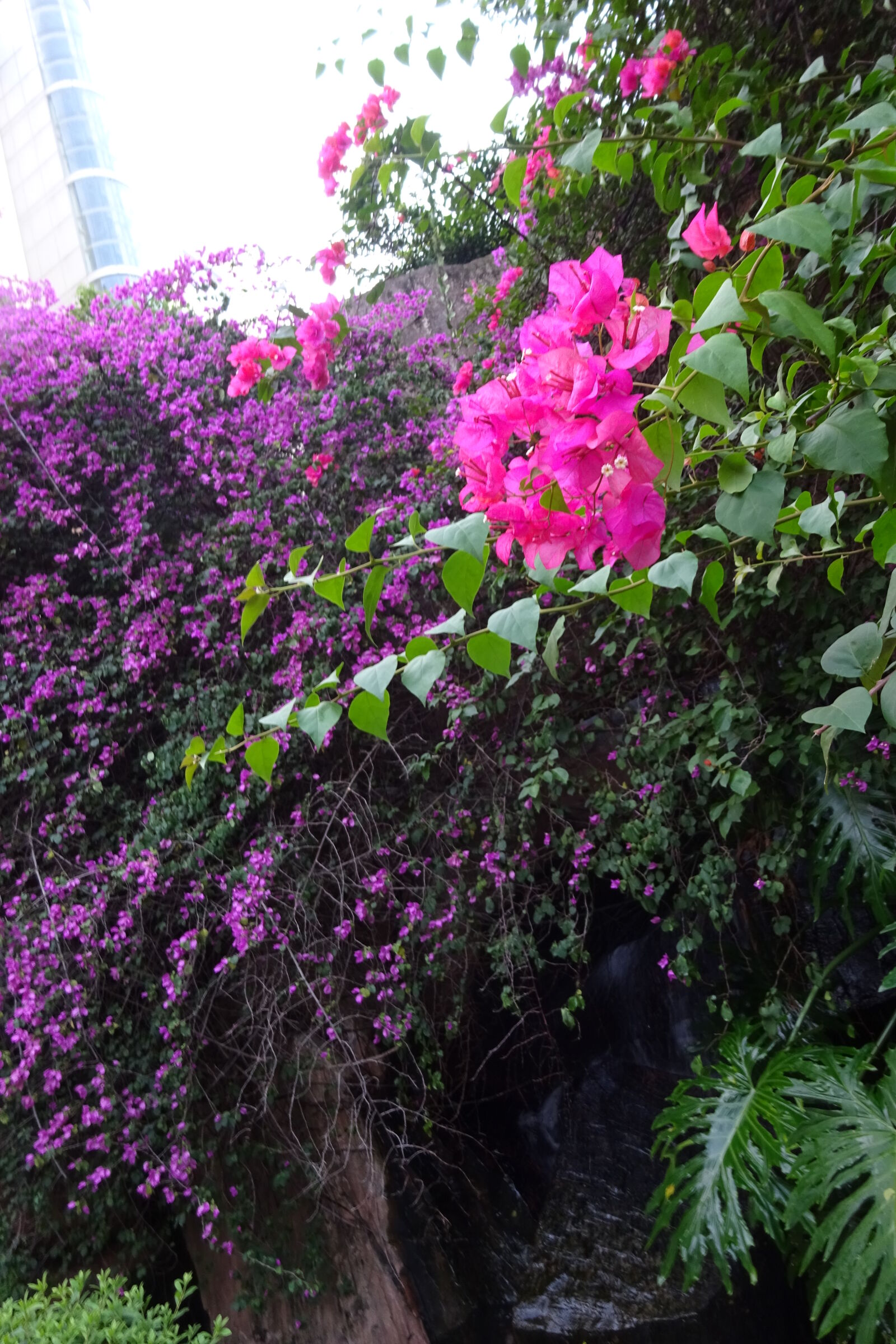 Sony Cyber-shot DSC-WX350 sample photo. Flowers photography