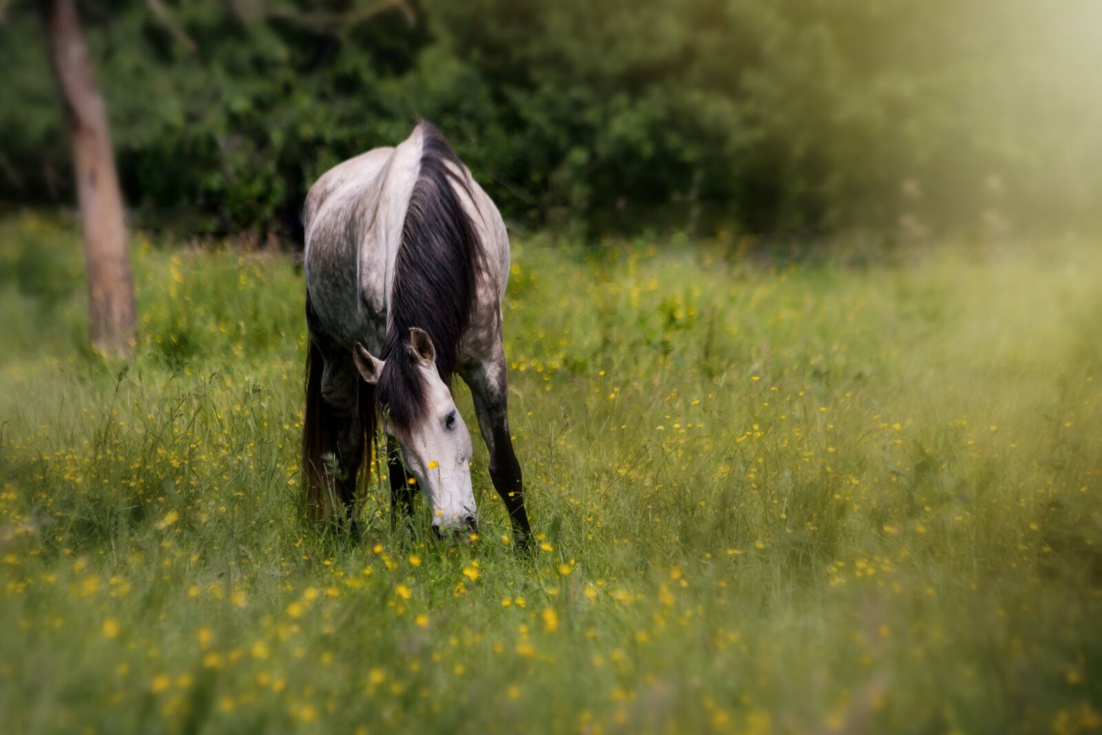 Canon EOS-1Ds Mark II sample photo. Horse, pasture, animal photography