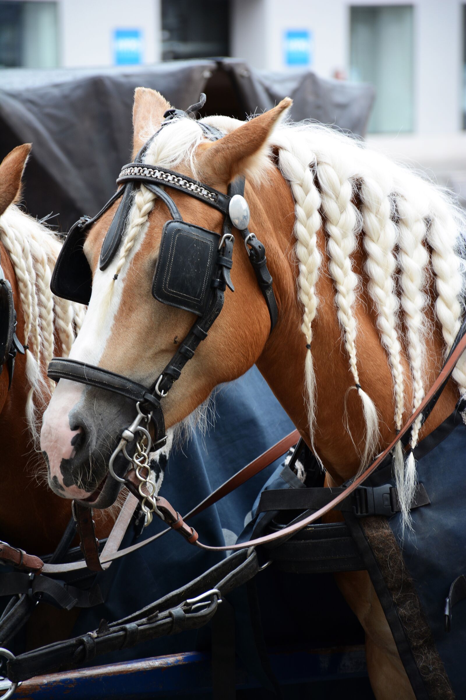 Nikon D7100 sample photo. Cavalry, horse, animal photography
