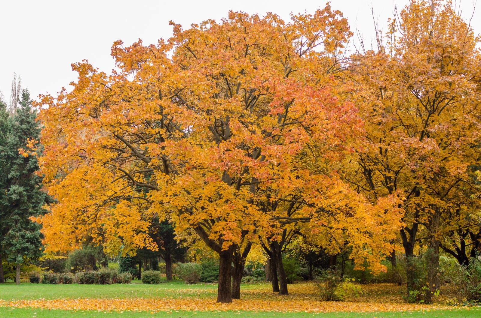 Nikon D7000 sample photo. Margaret island in the photography