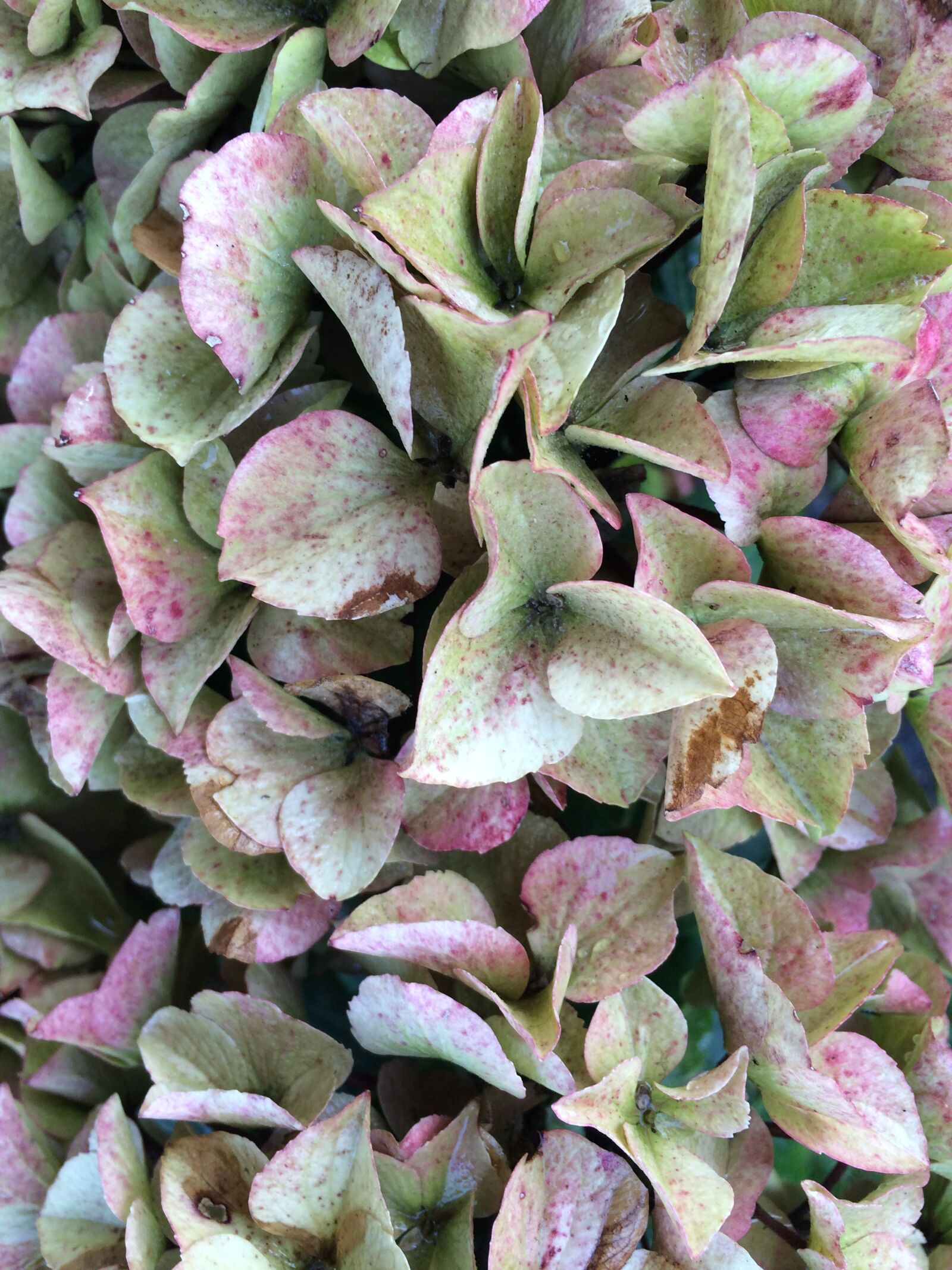 iPhone 5s back camera 4.15mm f/2.2 sample photo. Hydrangeas, flowers, blossom photography