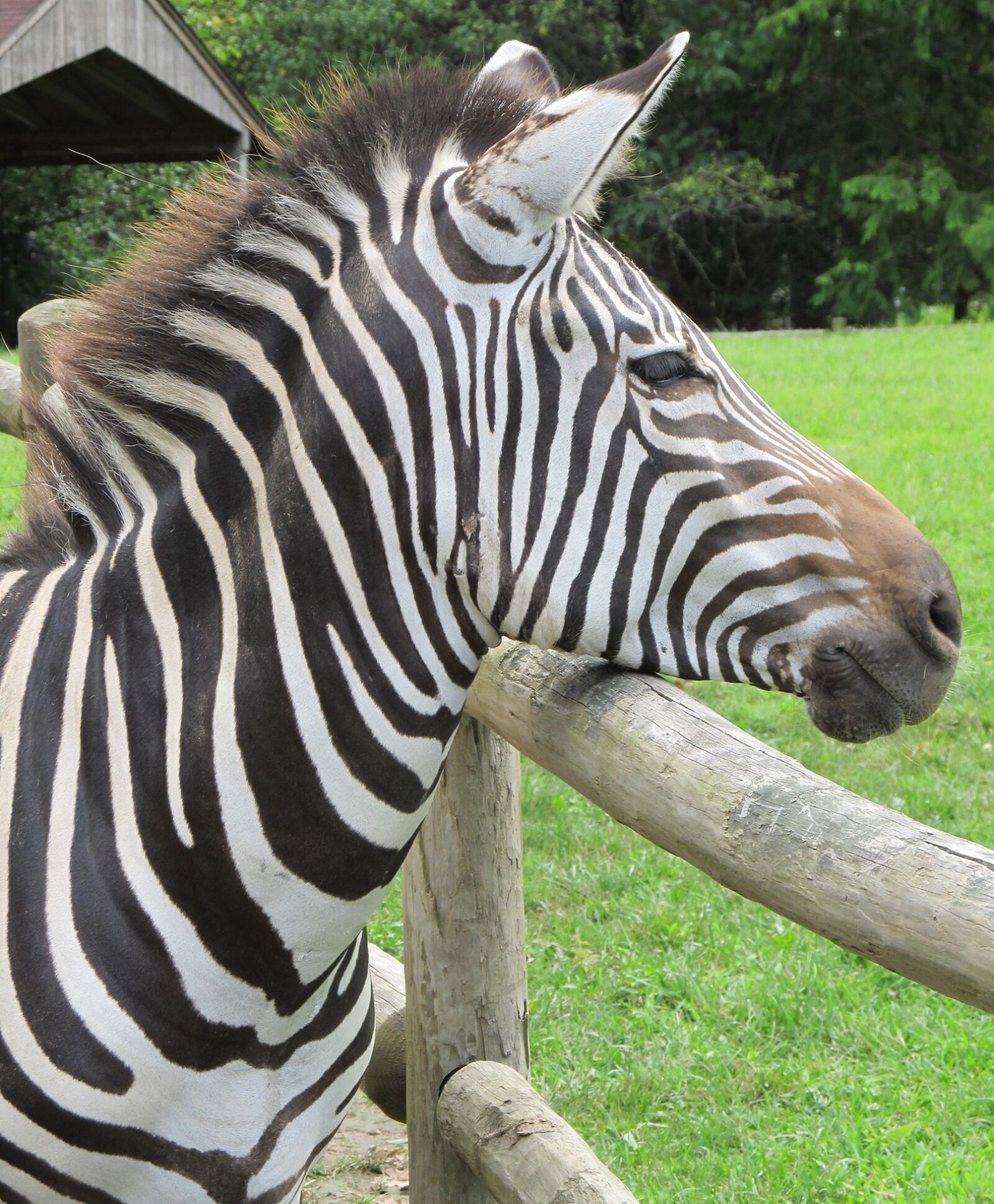 Canon PowerShot SX130 IS sample photo. Zebra, looking, head photography
