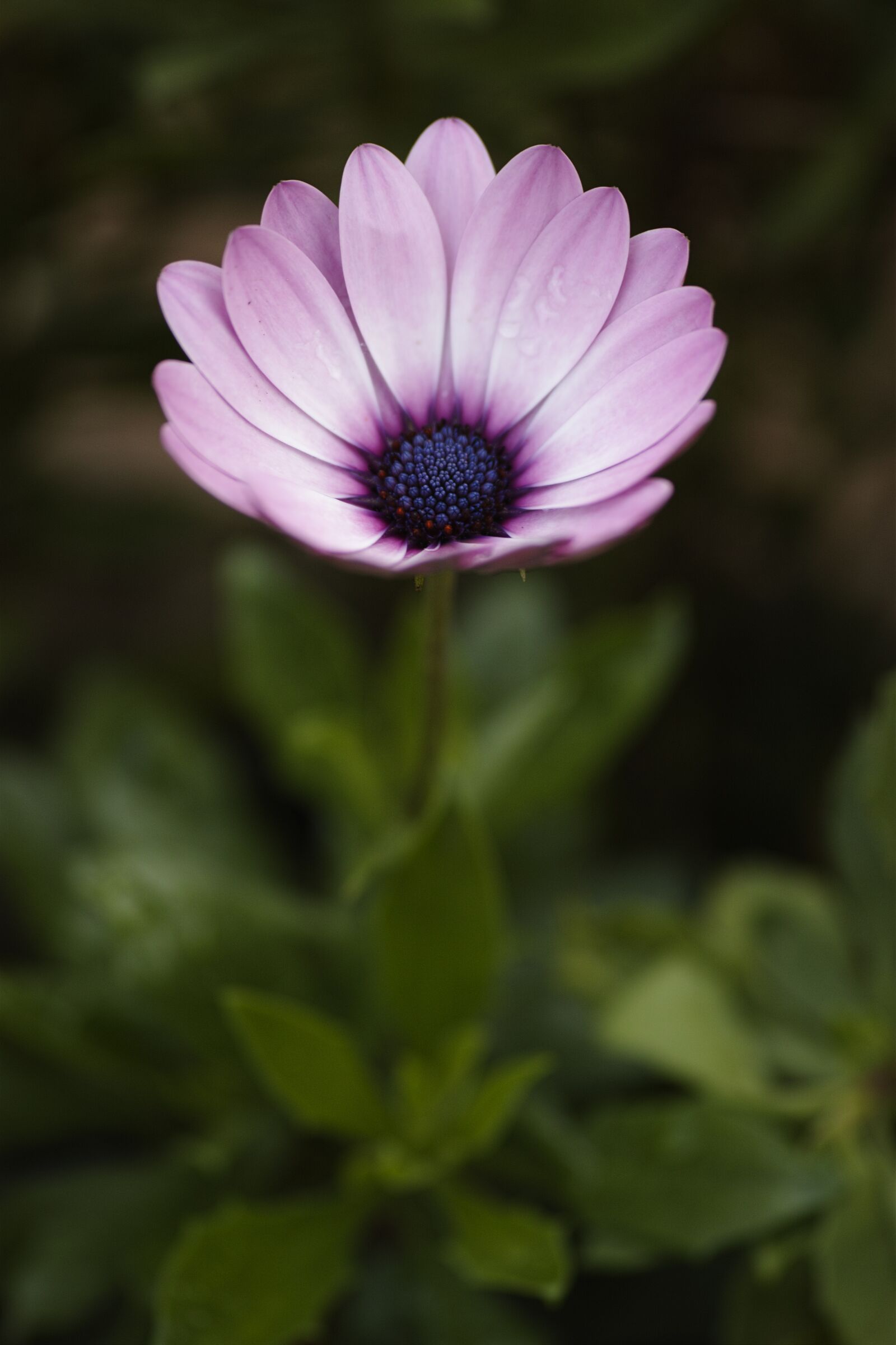 Sigma dp3 Quattro sample photo. Flower, nature, spring photography
