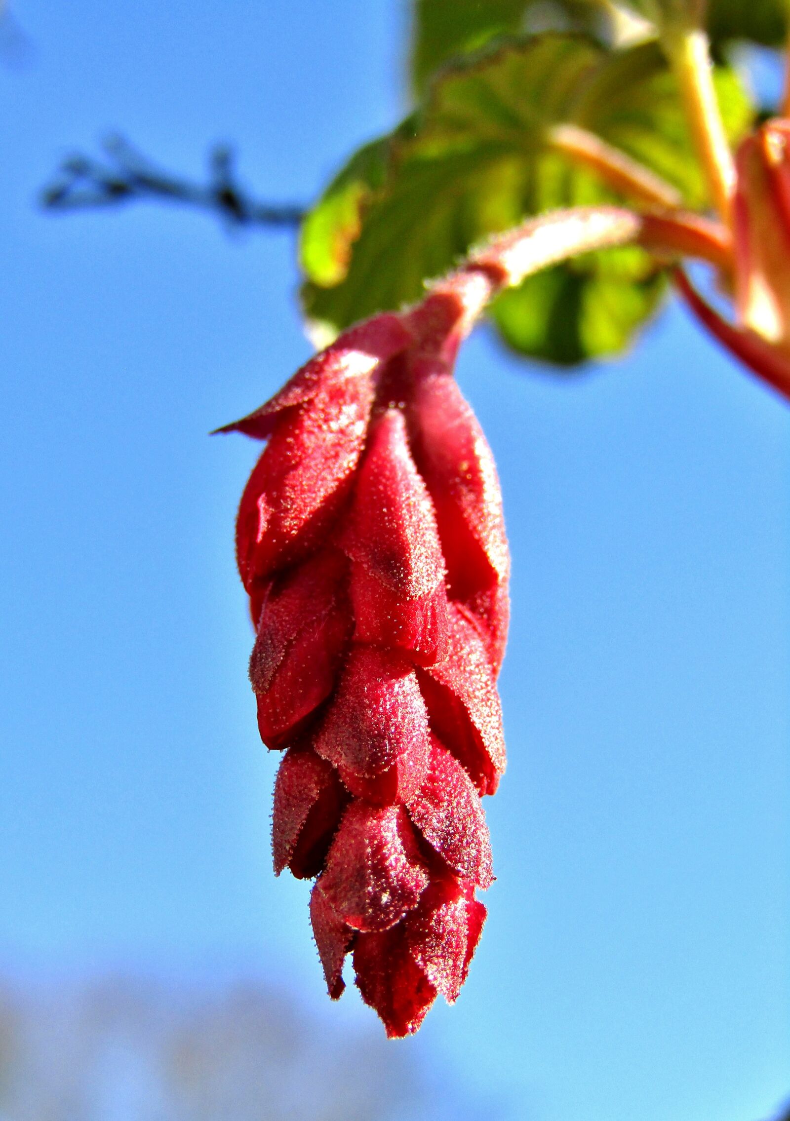 Canon POWERSHOT SX432 IS sample photo. Blood currant, bush, bud photography