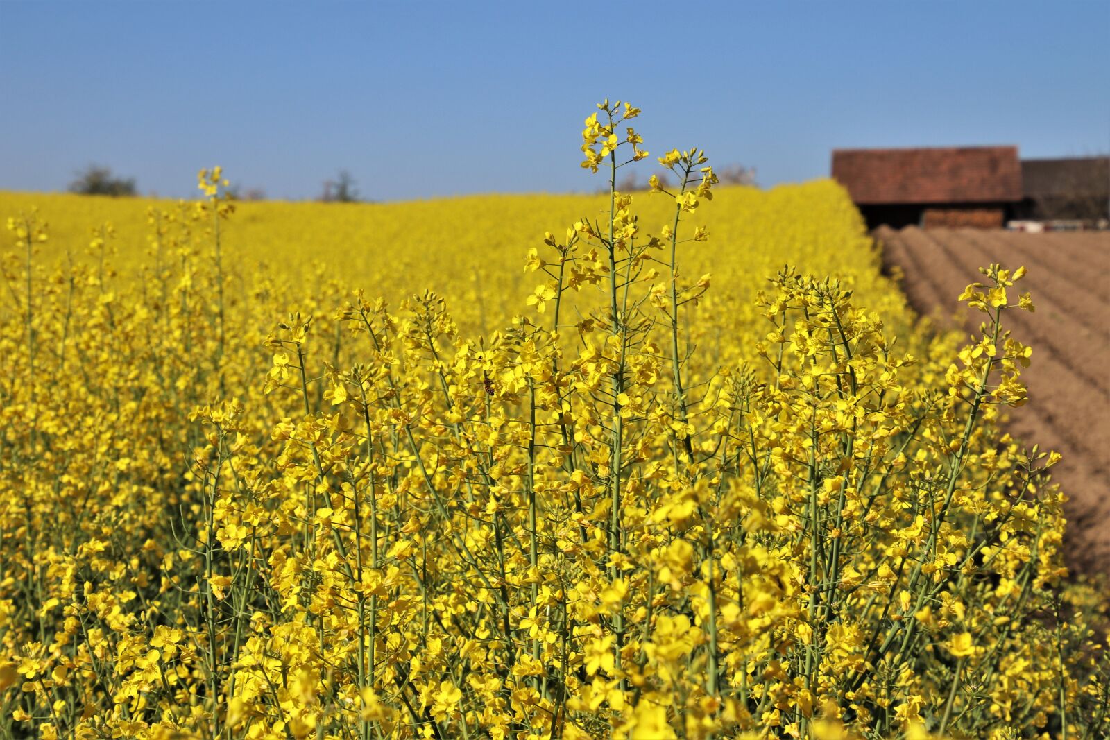 Canon EOS 80D sample photo. Yellow, field, rapeseed photography