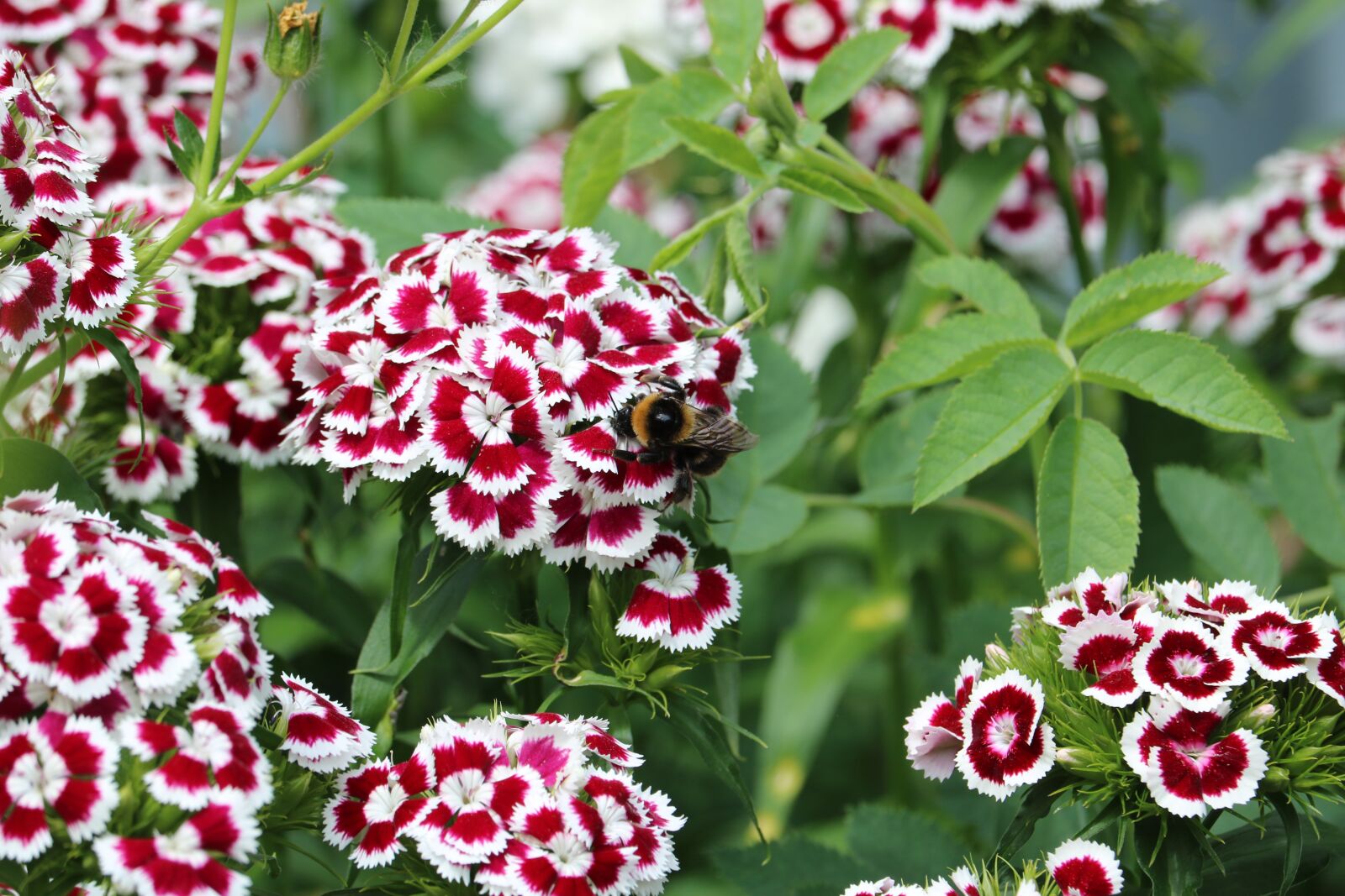 Canon EOS 750D (EOS Rebel T6i / EOS Kiss X8i) sample photo. Bumblebee, insect, pollen photography