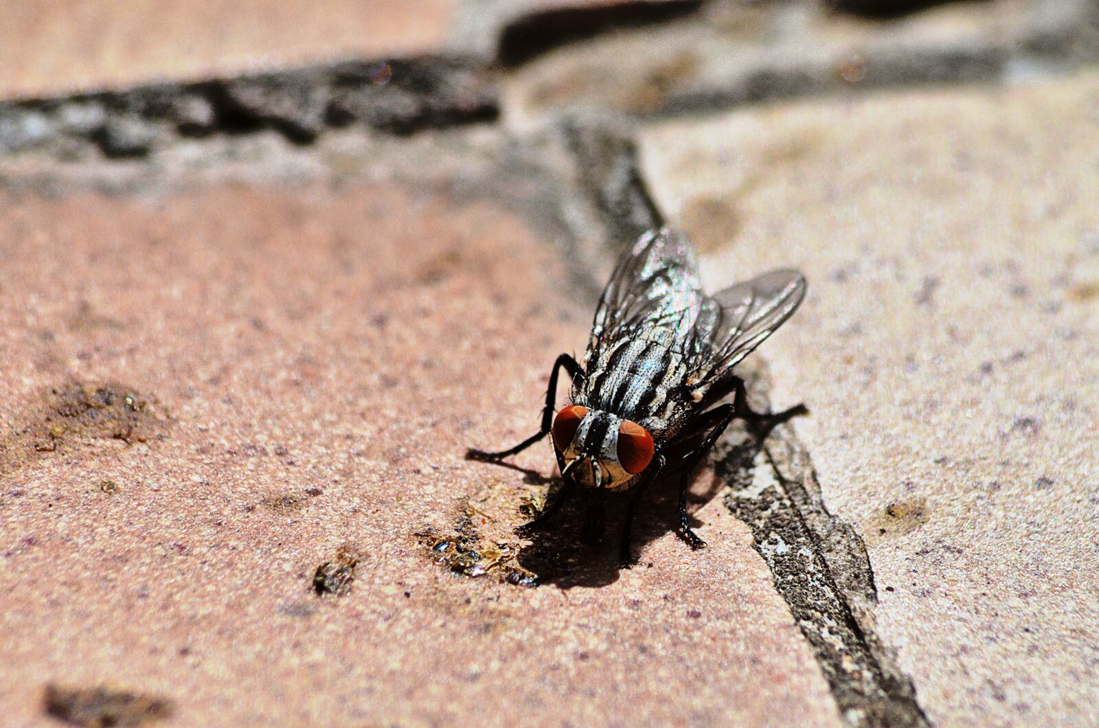 Nikon D5100 sample photo. Fly, insect, macro photography