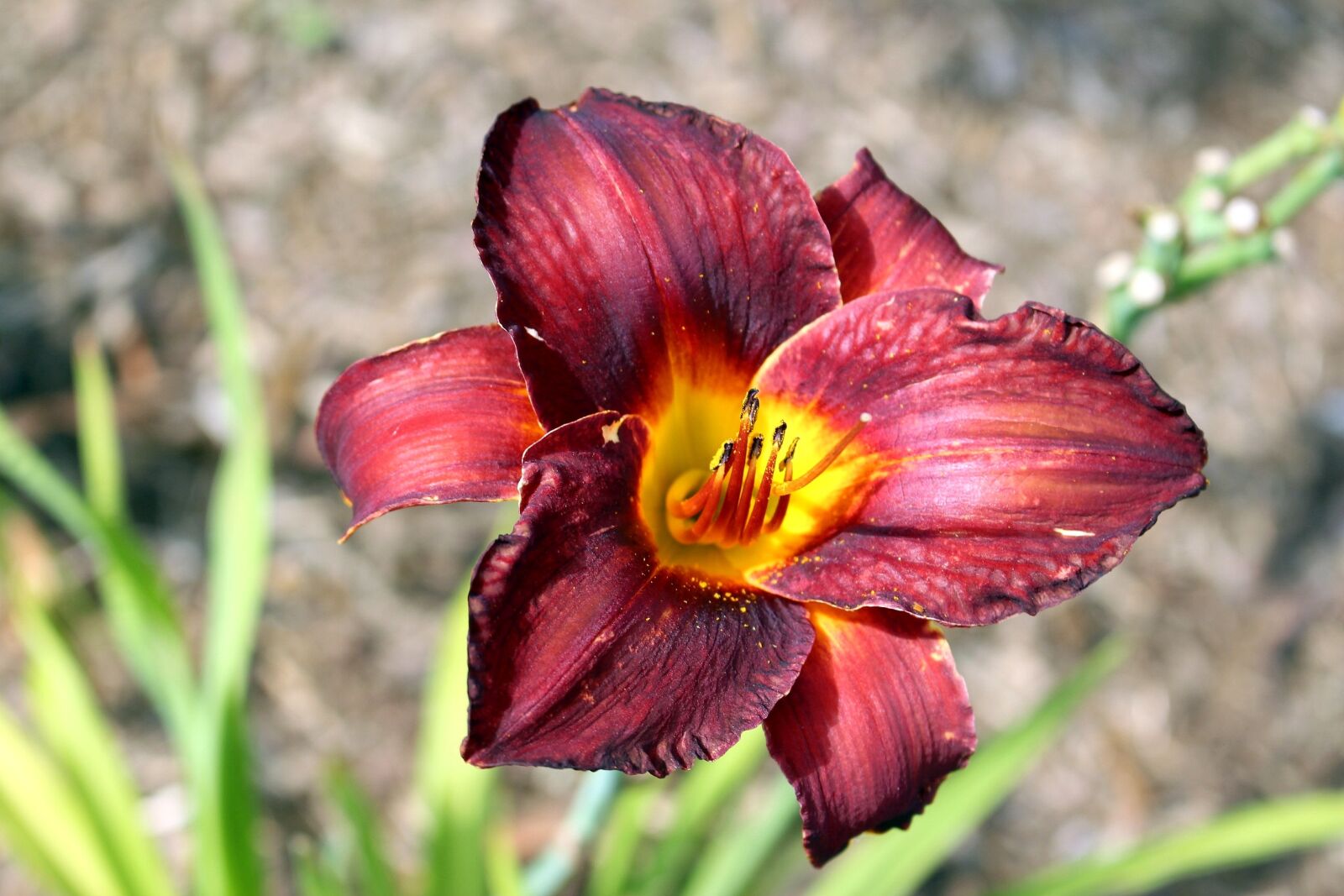 Canon EOS 700D (EOS Rebel T5i / EOS Kiss X7i) sample photo. Plants, flower, a garden photography