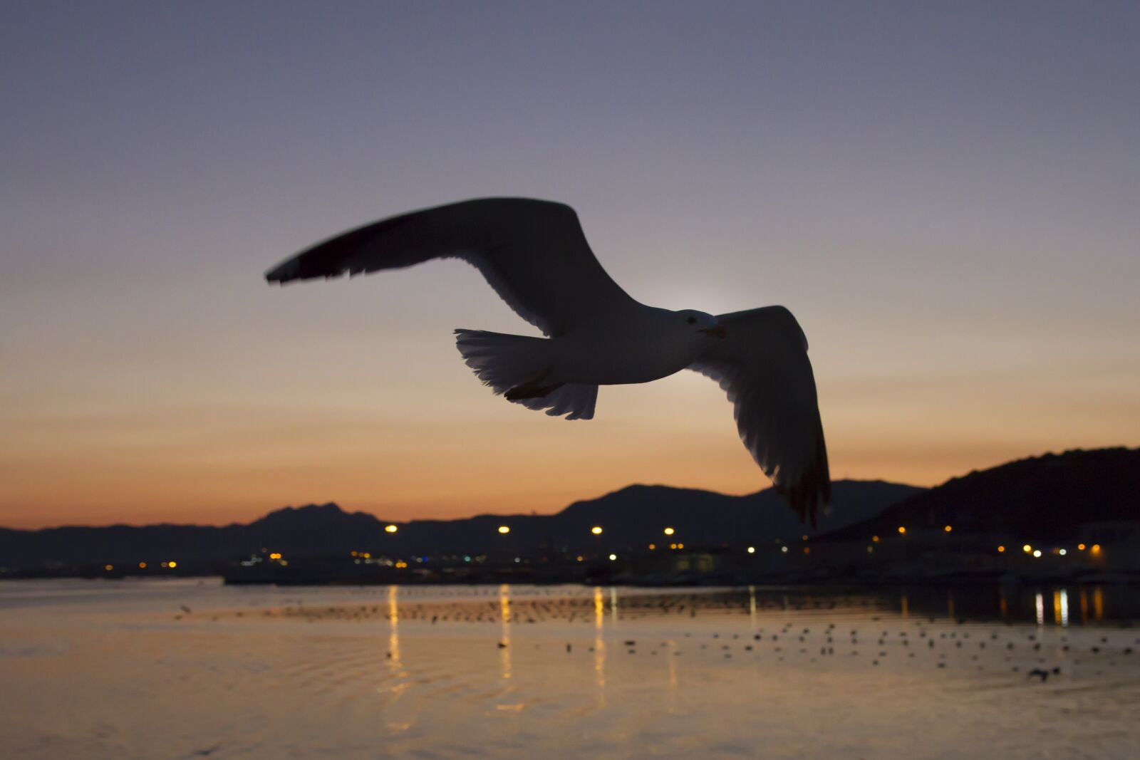 Canon EOS 7D sample photo. Afterglow, gulls, contour photography