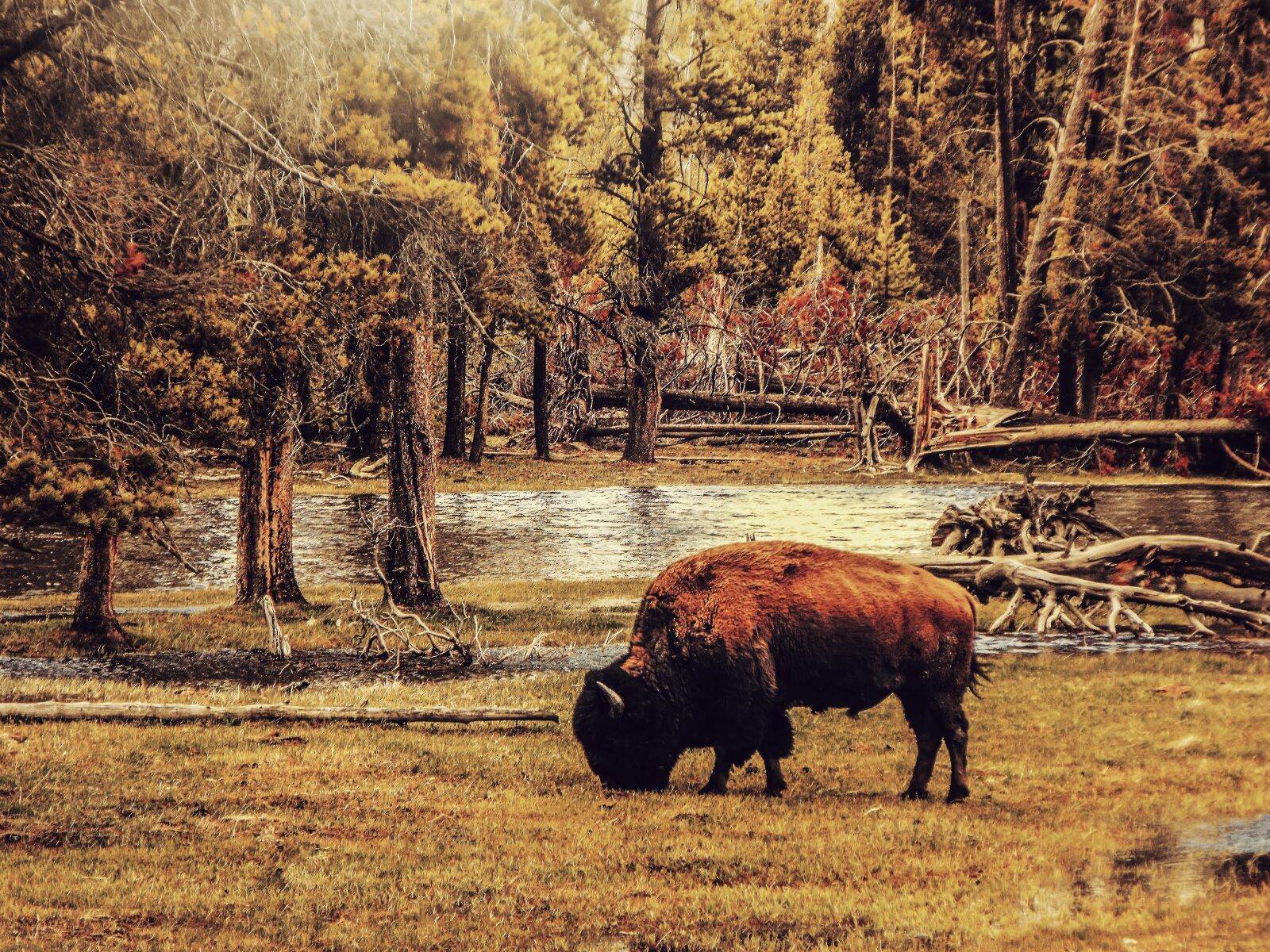 Fujifilm FinePix S1000fd sample photo. Bison, animal, landscape photography