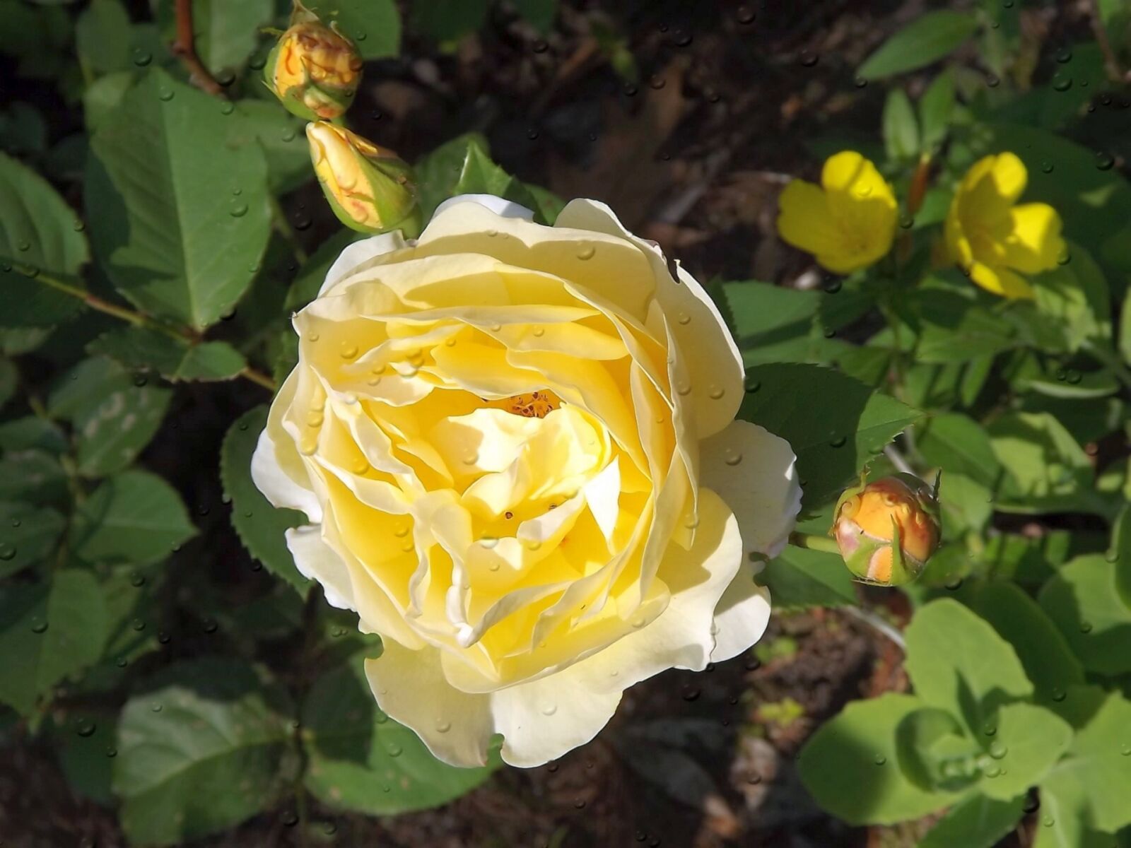 Fujifilm FinePix S3400 sample photo. Flower, rose, yellow rose photography