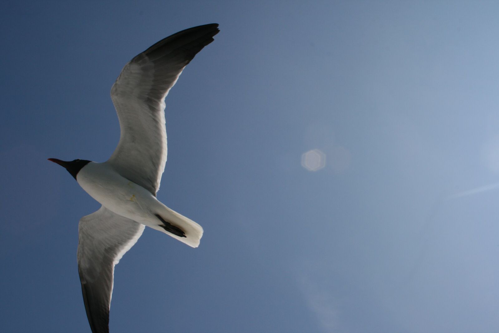 Canon EOS 400D (EOS Digital Rebel XTi / EOS Kiss Digital X) sample photo. Seagull, bird, flying photography