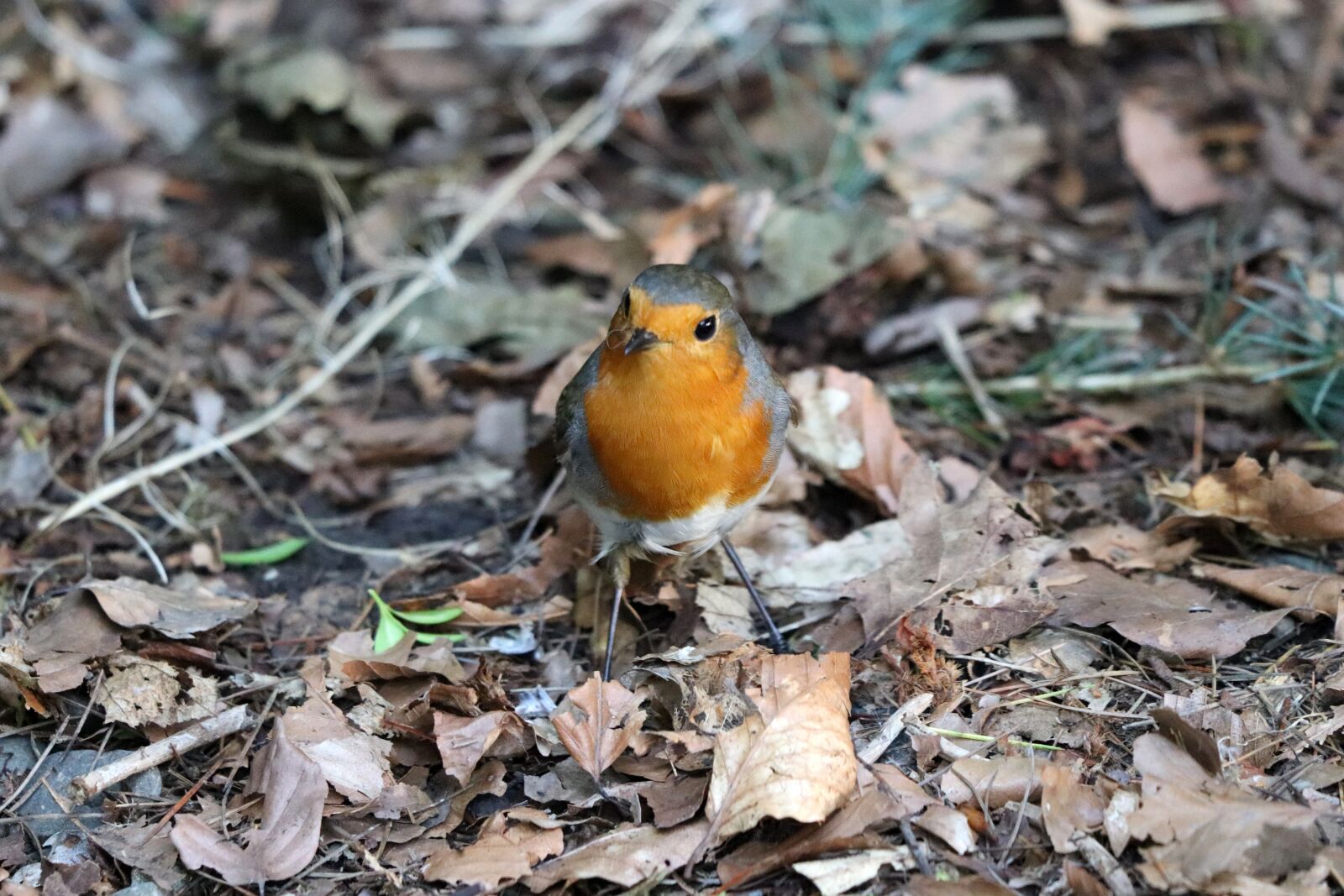 Canon EF 70-300 F4-5.6 IS II USM sample photo. Robin, bird, nature photography