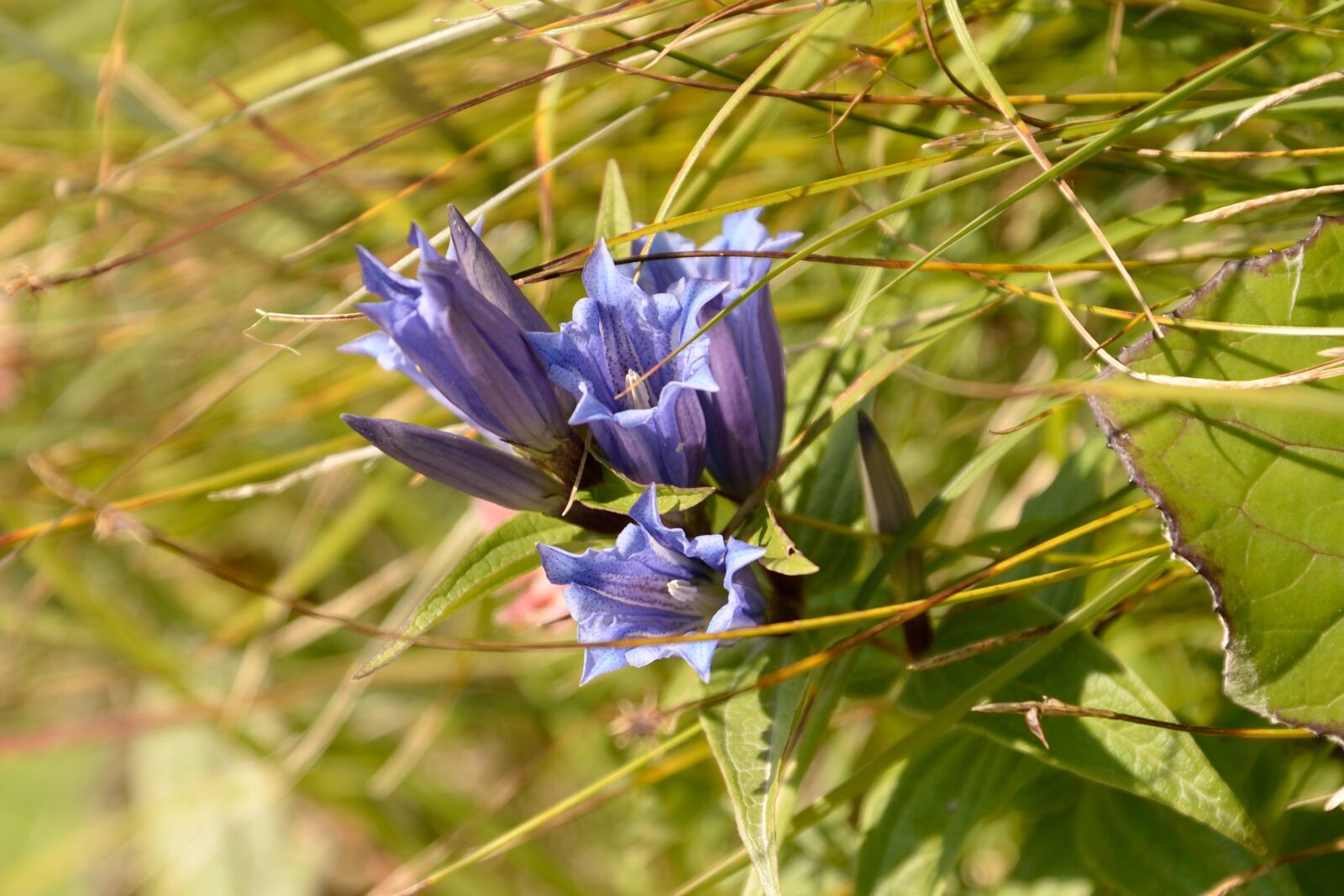 Nikon D610 sample photo. Gentian, blue, purple photography