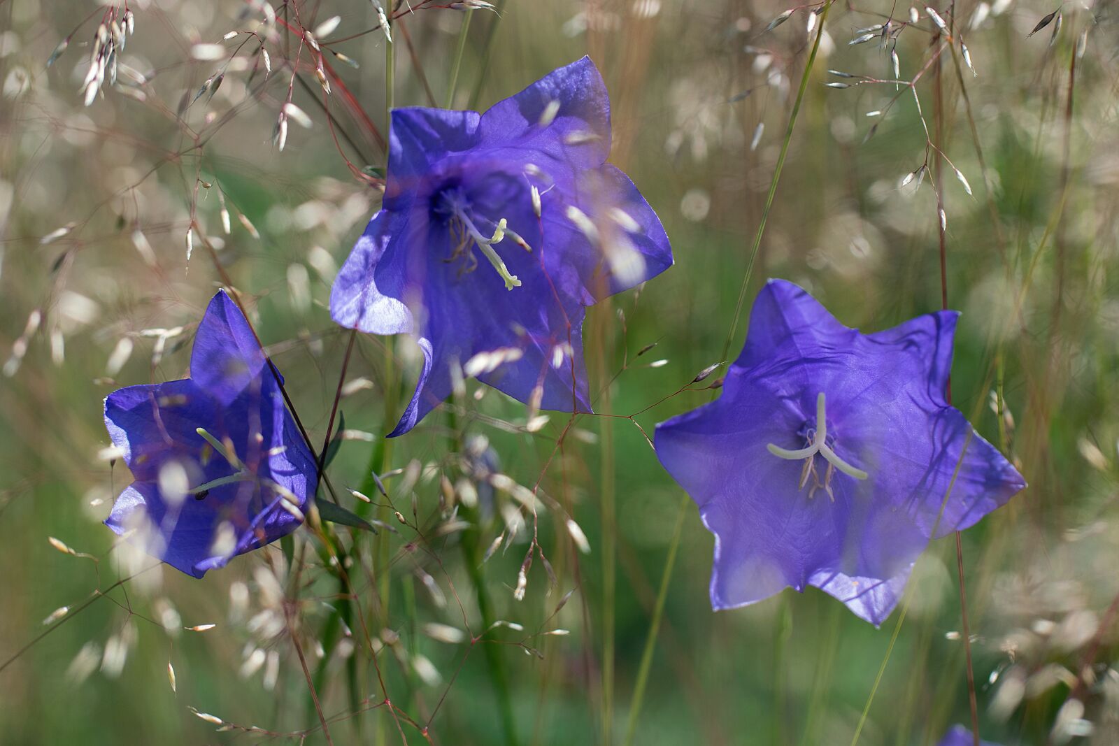 Nikon D3300 sample photo. Iris at, clock, flower photography