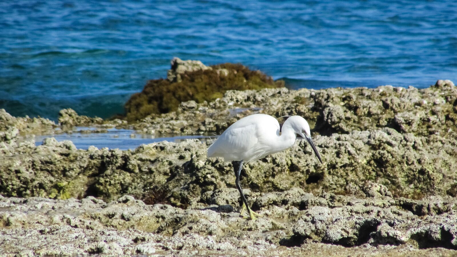 Canon PowerShot SX400 IS sample photo. Cyprus, ayia napa, heron photography